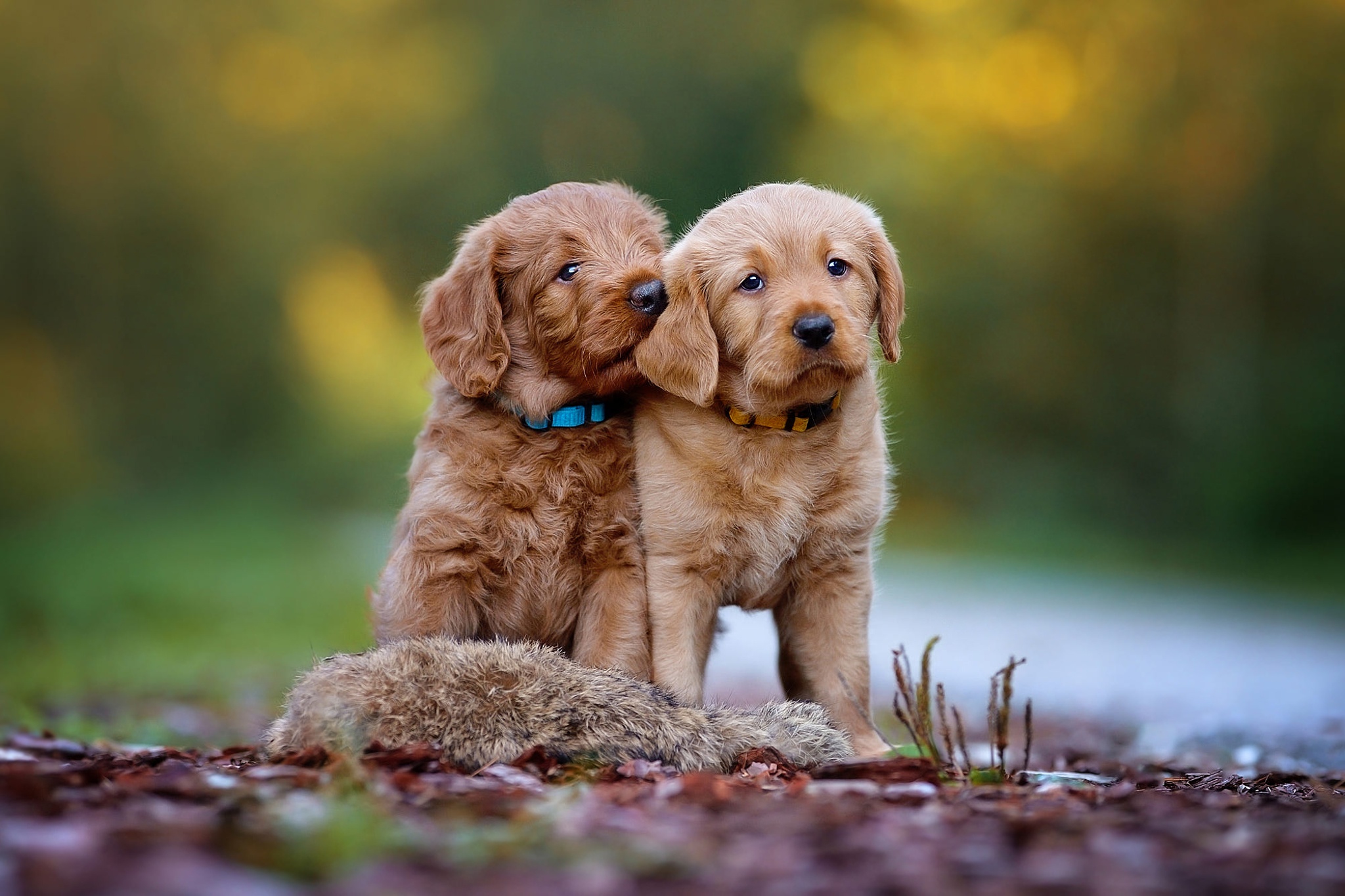 PCデスクトップに動物, 犬, 子犬, ラブラドール・レトリバー, 赤ちゃん動物画像を無料でダウンロード