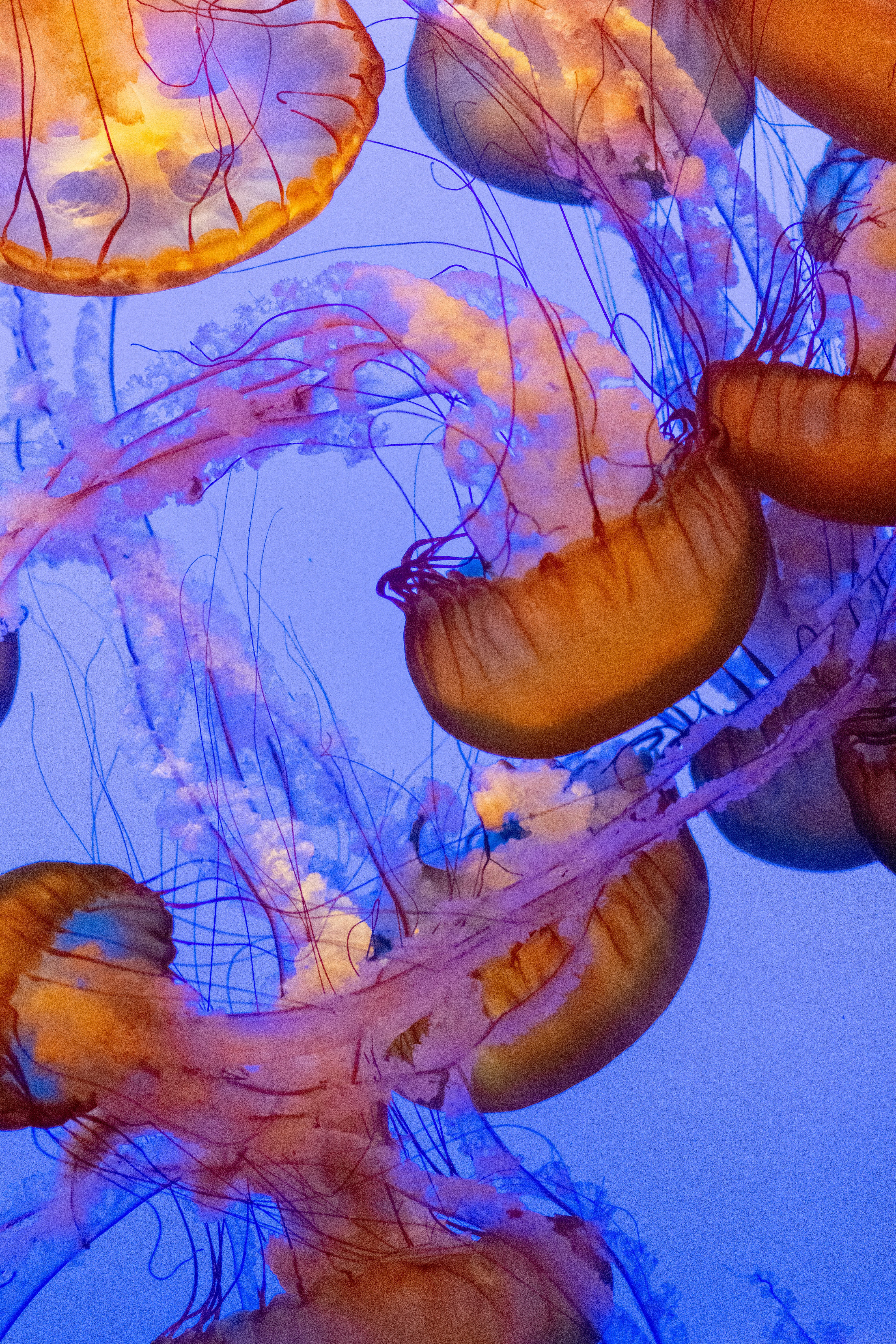 depth, jellyfish, animals, water, underwater world, tentacles
