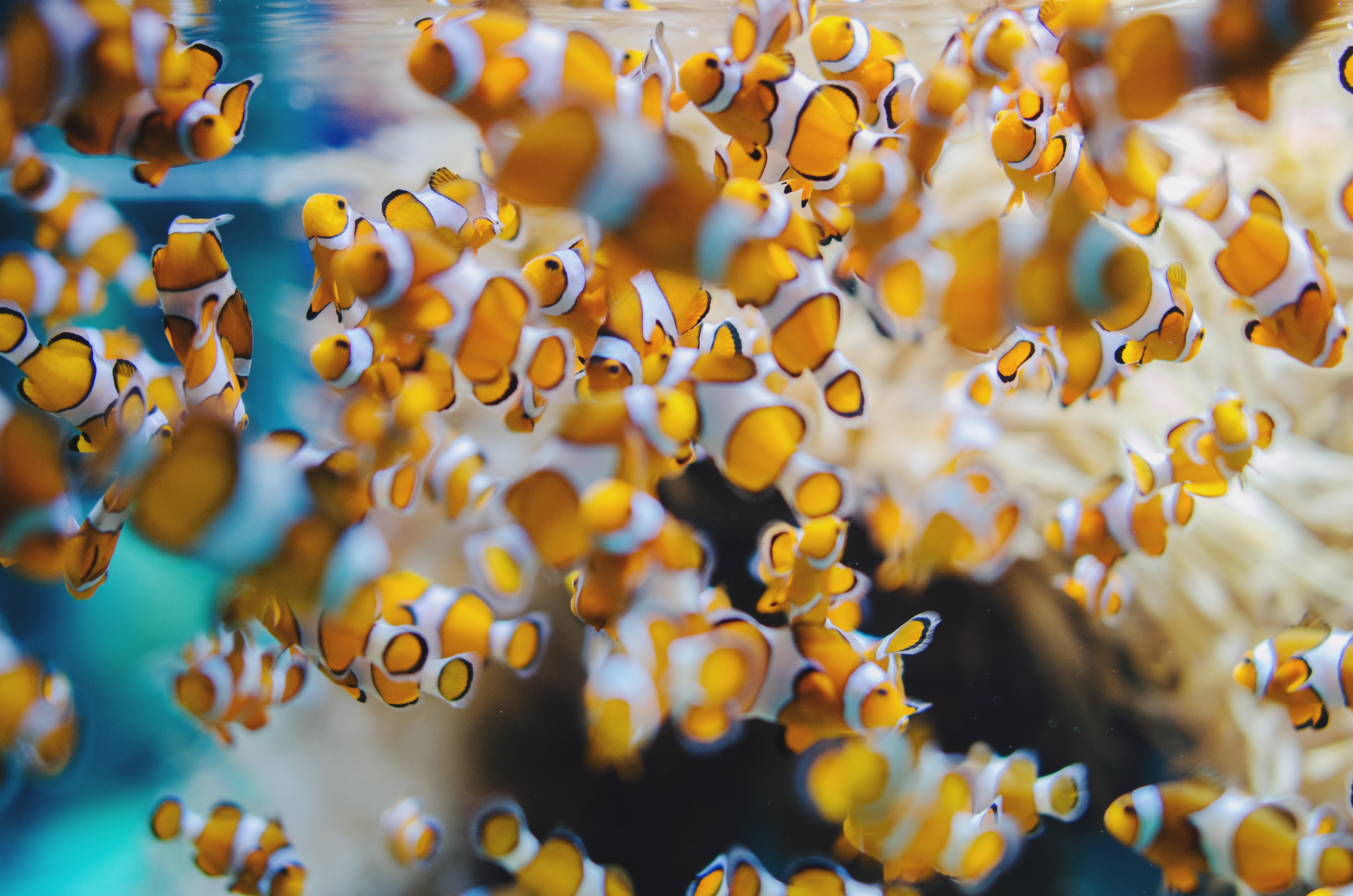 Free download wallpaper Fishes, Animal, Fish, Sea Life, Clownfish on your PC desktop