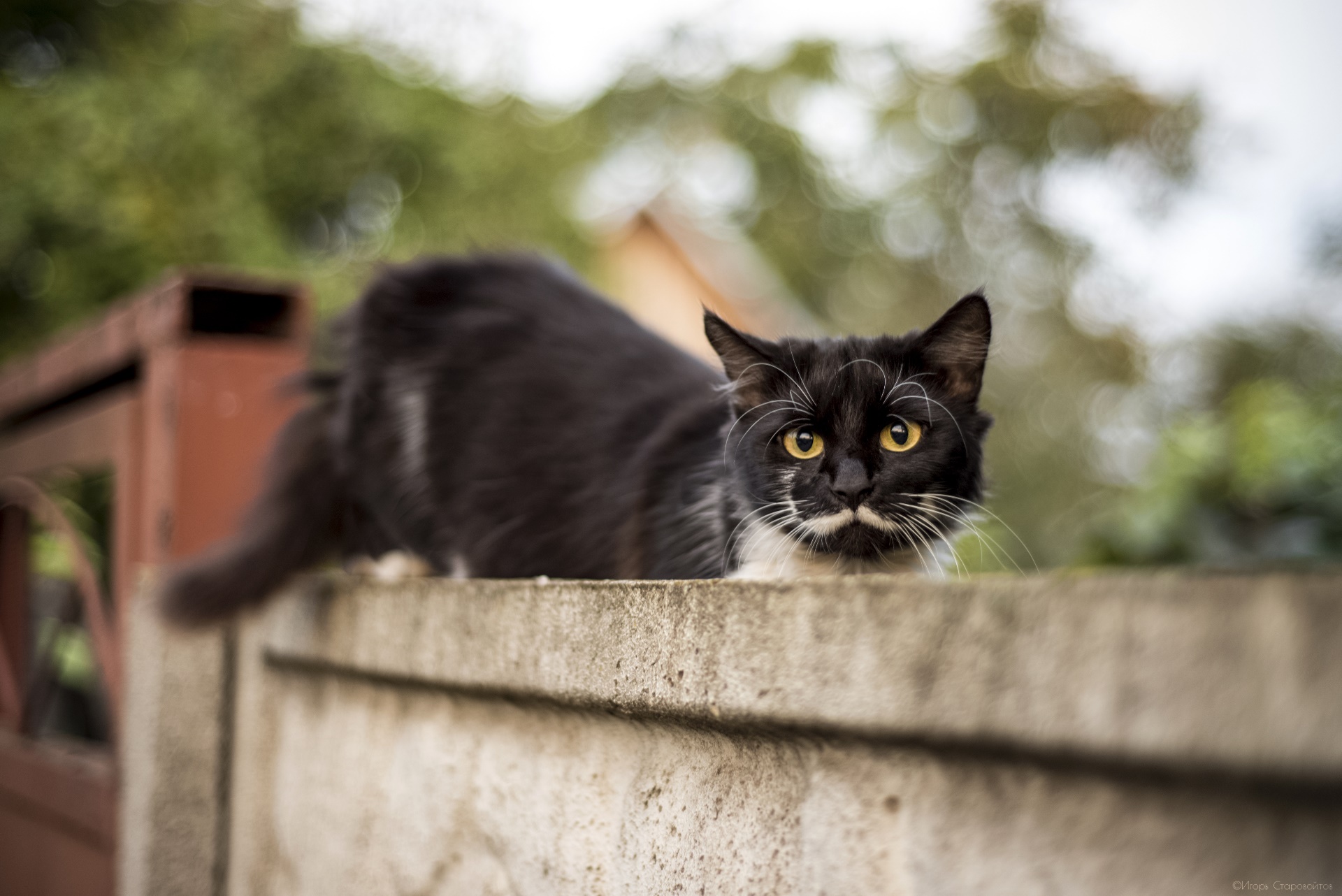 Handy-Wallpaper Tiere, Katzen, Katze kostenlos herunterladen.