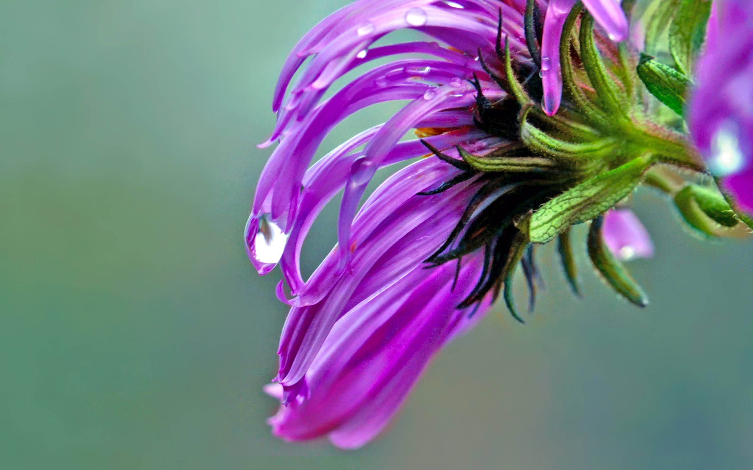 314514 descargar fondo de pantalla violeta, tierra/naturaleza, flor, lila, naturaleza, pastel, púrpura, flores: protectores de pantalla e imágenes gratis