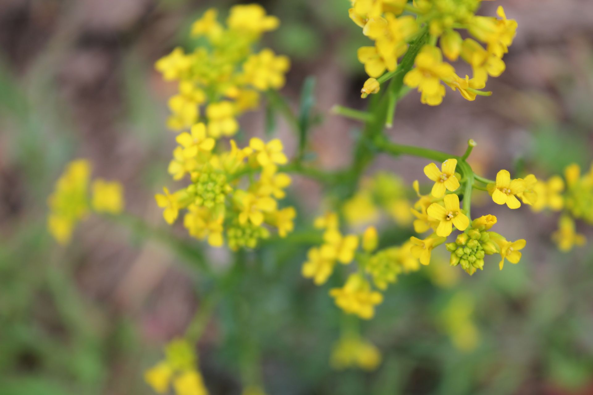 Descarga gratis la imagen Flores, Flor, Tierra/naturaleza en el escritorio de tu PC