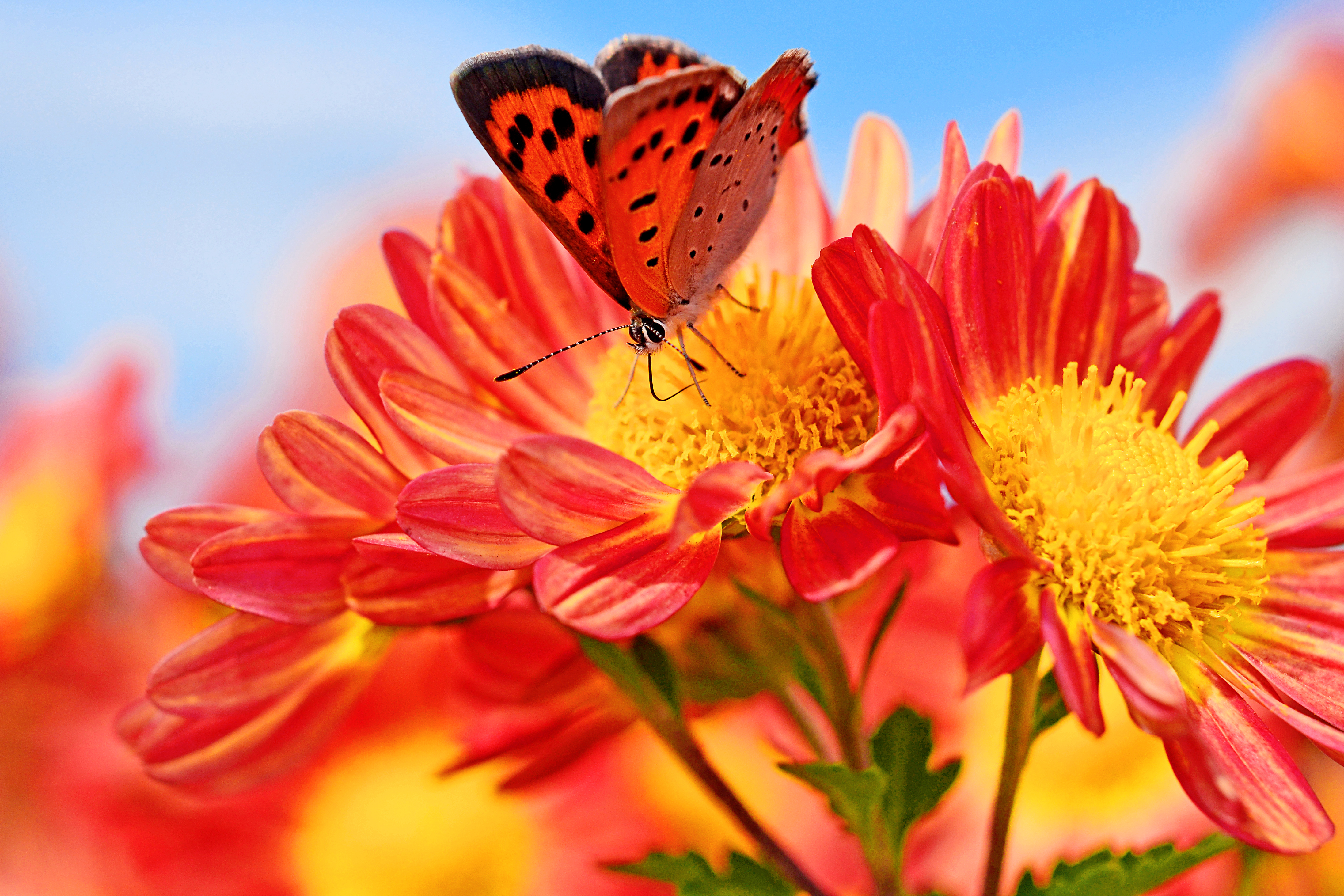 1523273 descargar fondo de pantalla tierra/naturaleza, crisantemo, bokeh, mariposa, macrofotografía, flores: protectores de pantalla e imágenes gratis