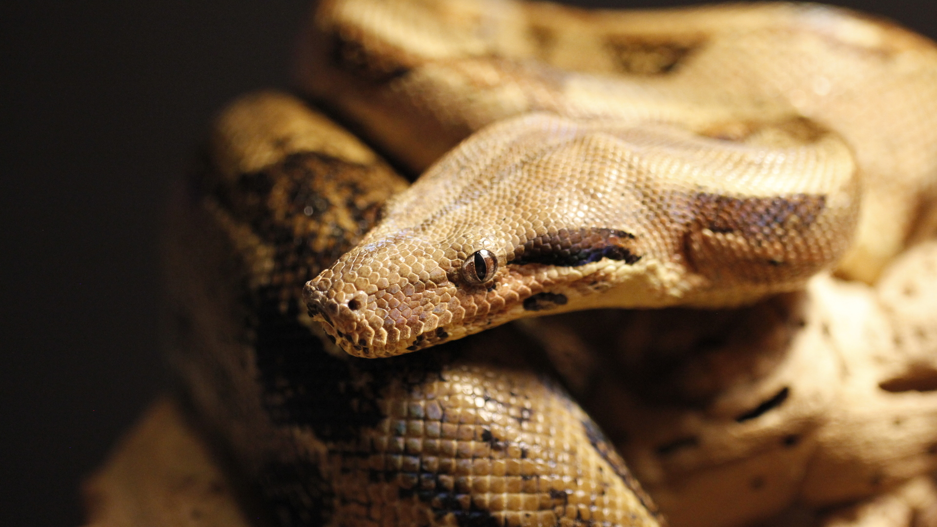 Free download wallpaper Animal, Snake on your PC desktop