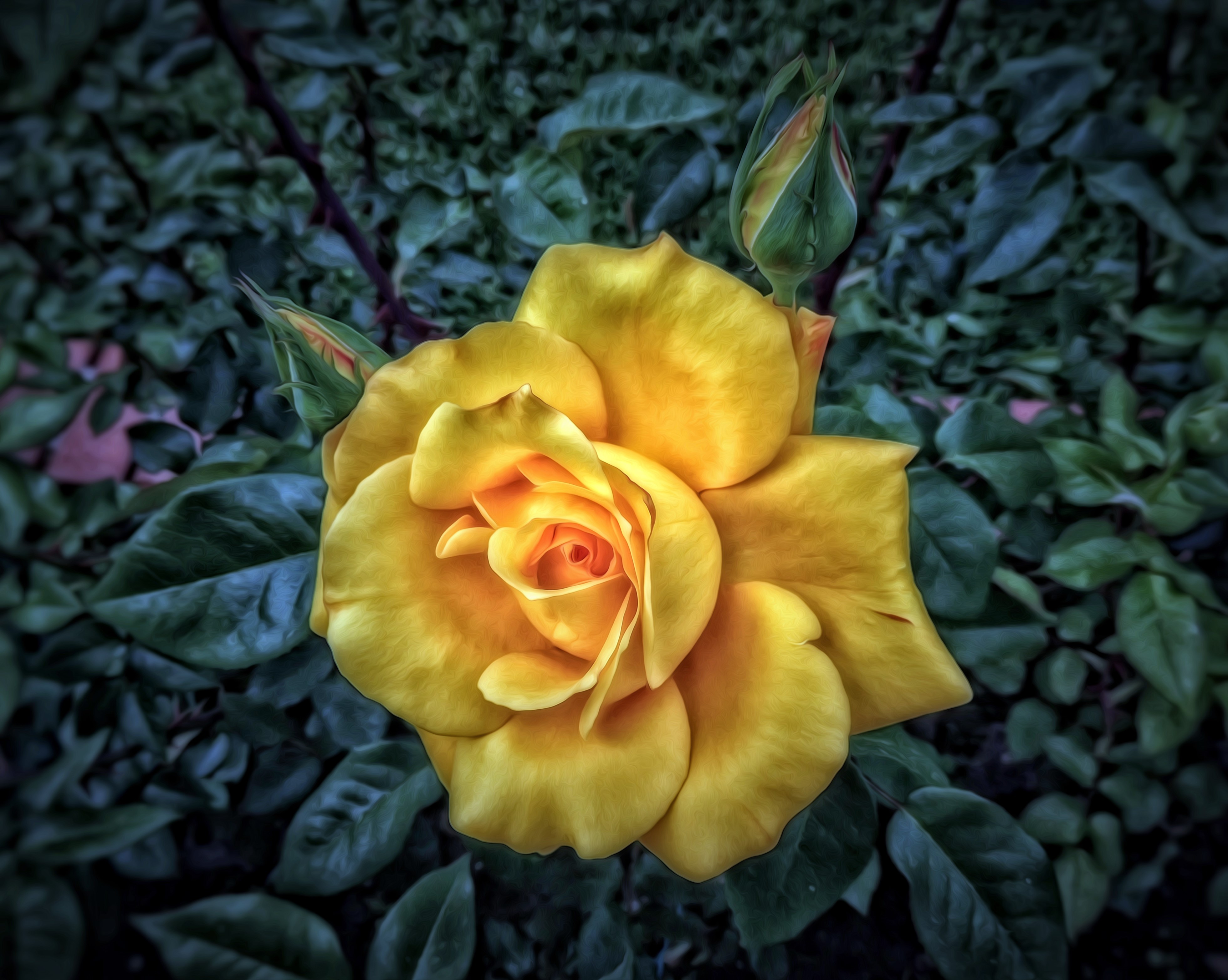 Скачать картинку Цветок, Роза, Листва, Земля/природа, Желтая Роза, Флауэрсы в телефон бесплатно.