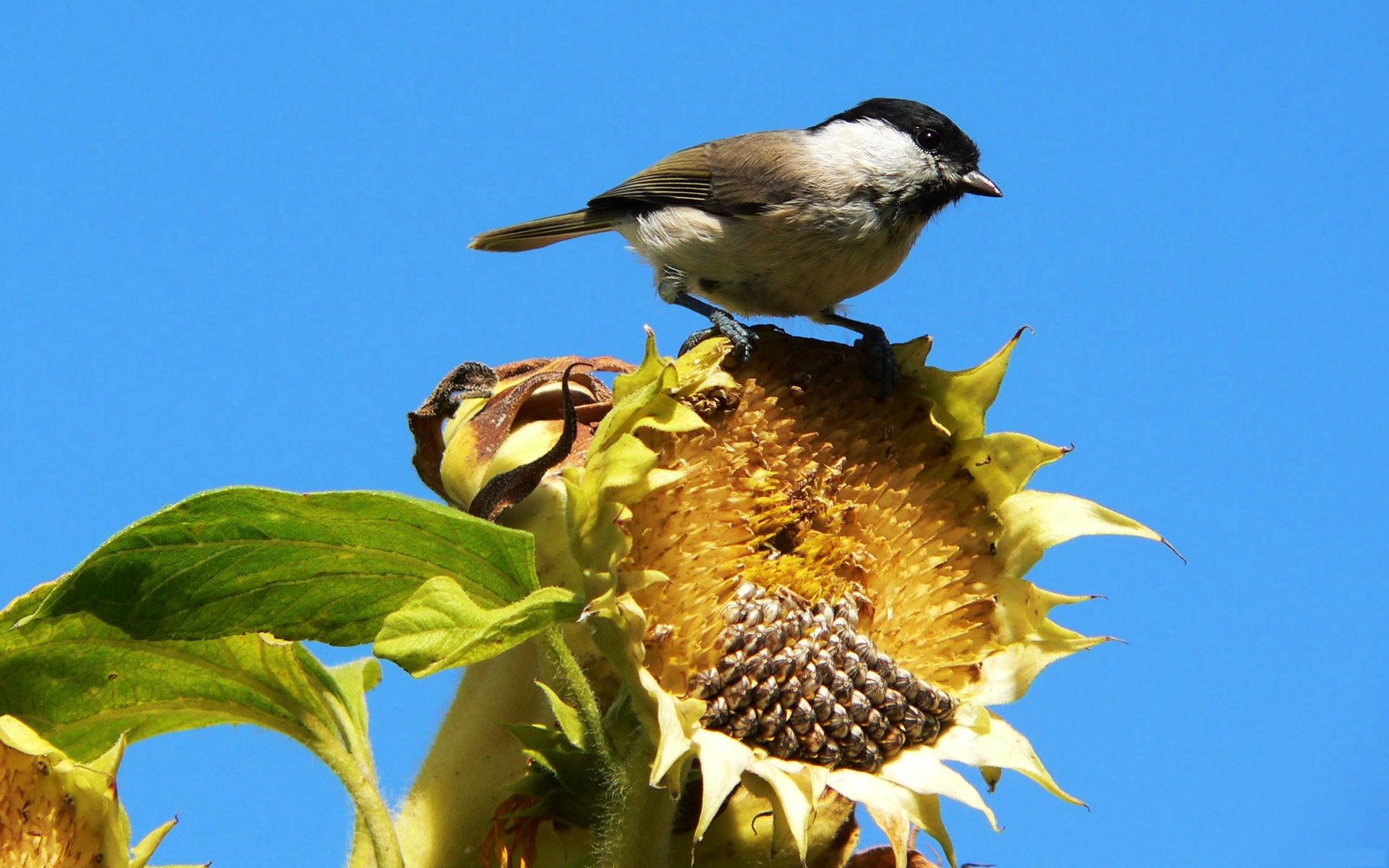 Download mobile wallpaper Sit, Animals, Sky, Leaves, Bird, Sparrow, Sunflower for free.