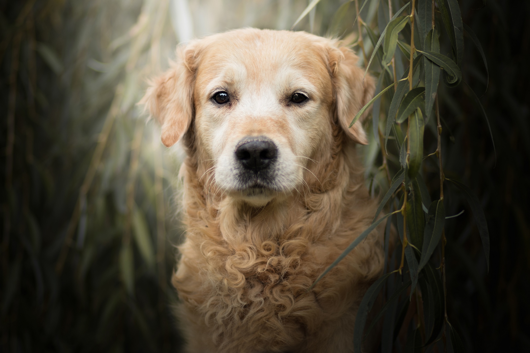 Download mobile wallpaper Dogs, Dog, Animal, Golden Retriever, Stare for free.