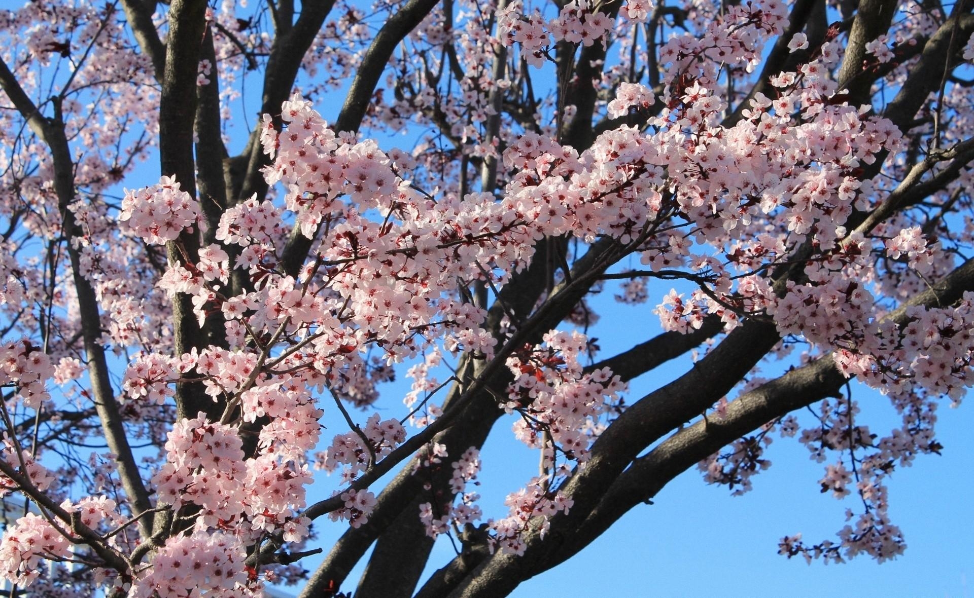 Download mobile wallpaper Flowers, Branch, Bloom, Flowering, Spring, Sky, Mood for free.