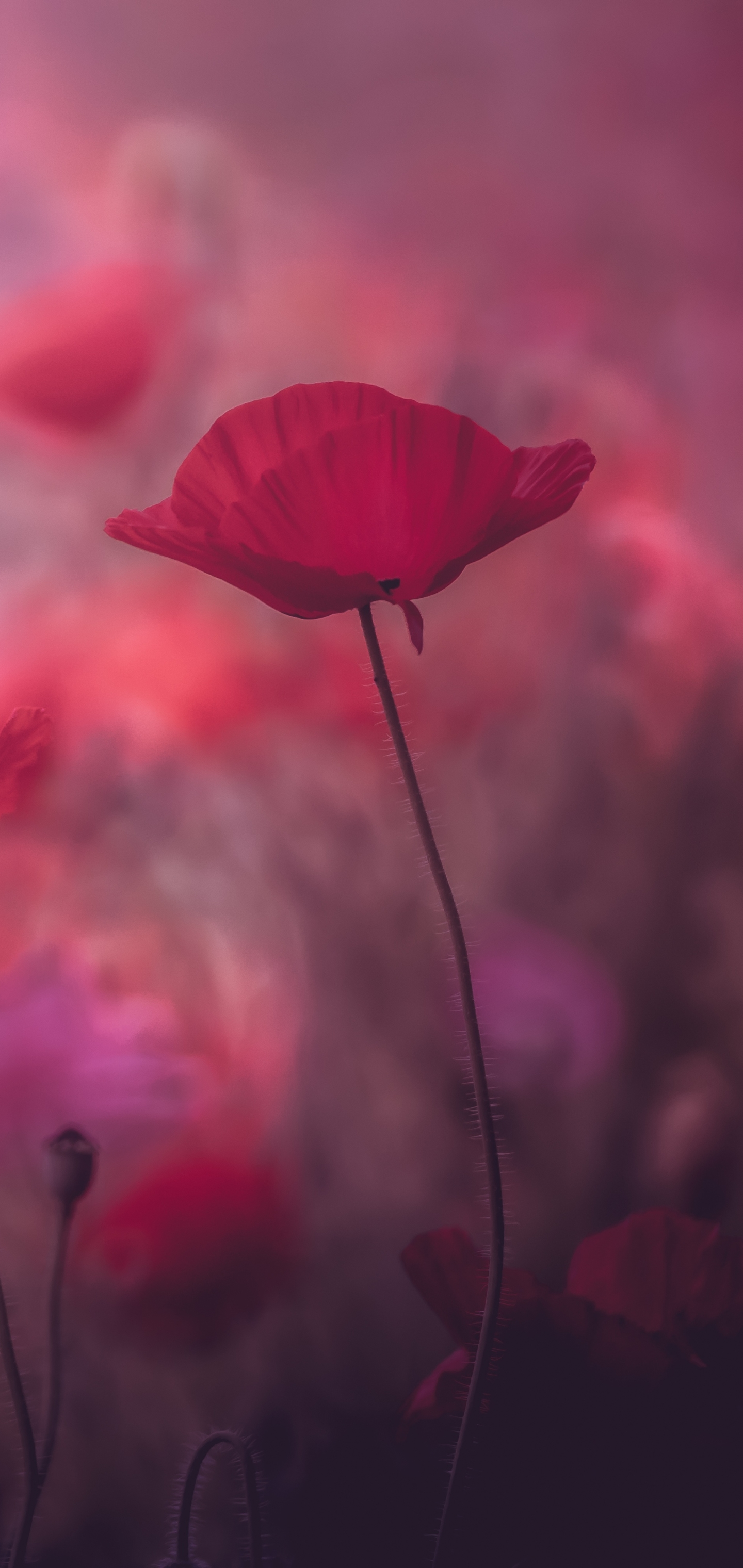 Laden Sie das Natur, Blumen, Mohn, Blume, Rote Blume, Erde/natur-Bild kostenlos auf Ihren PC-Desktop herunter