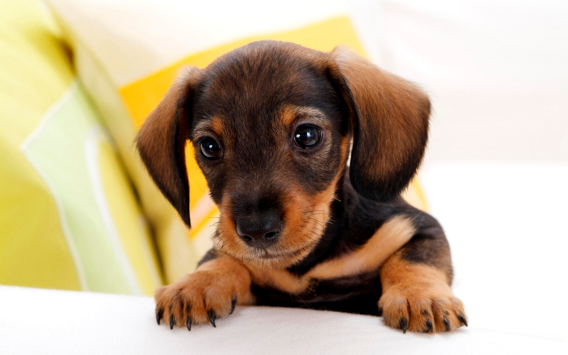 Free download wallpaper Puppy, Dogs, Animal on your PC desktop