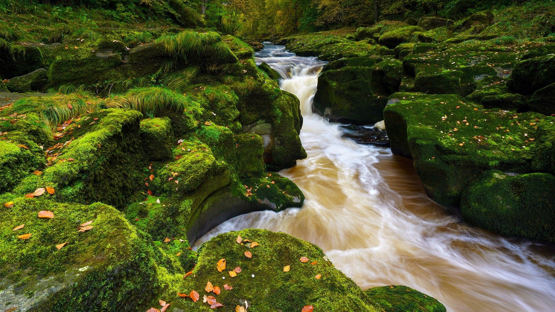 Download mobile wallpaper Forest, Tree, Earth, Moss, Stream for free.