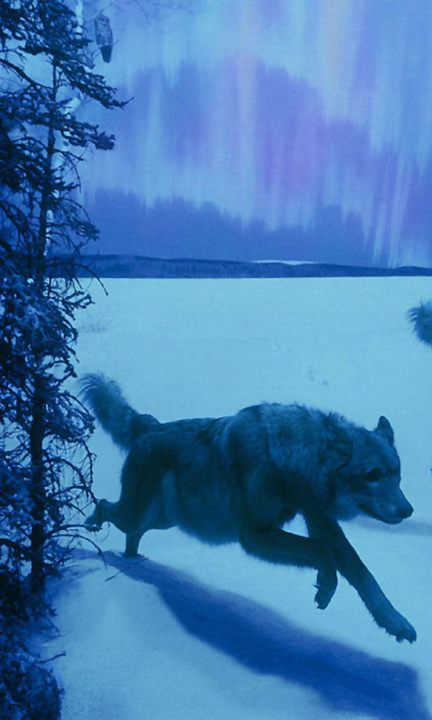 Descarga gratuita de fondo de pantalla para móvil de Animales, Naturaleza, Lobo, Wolves.