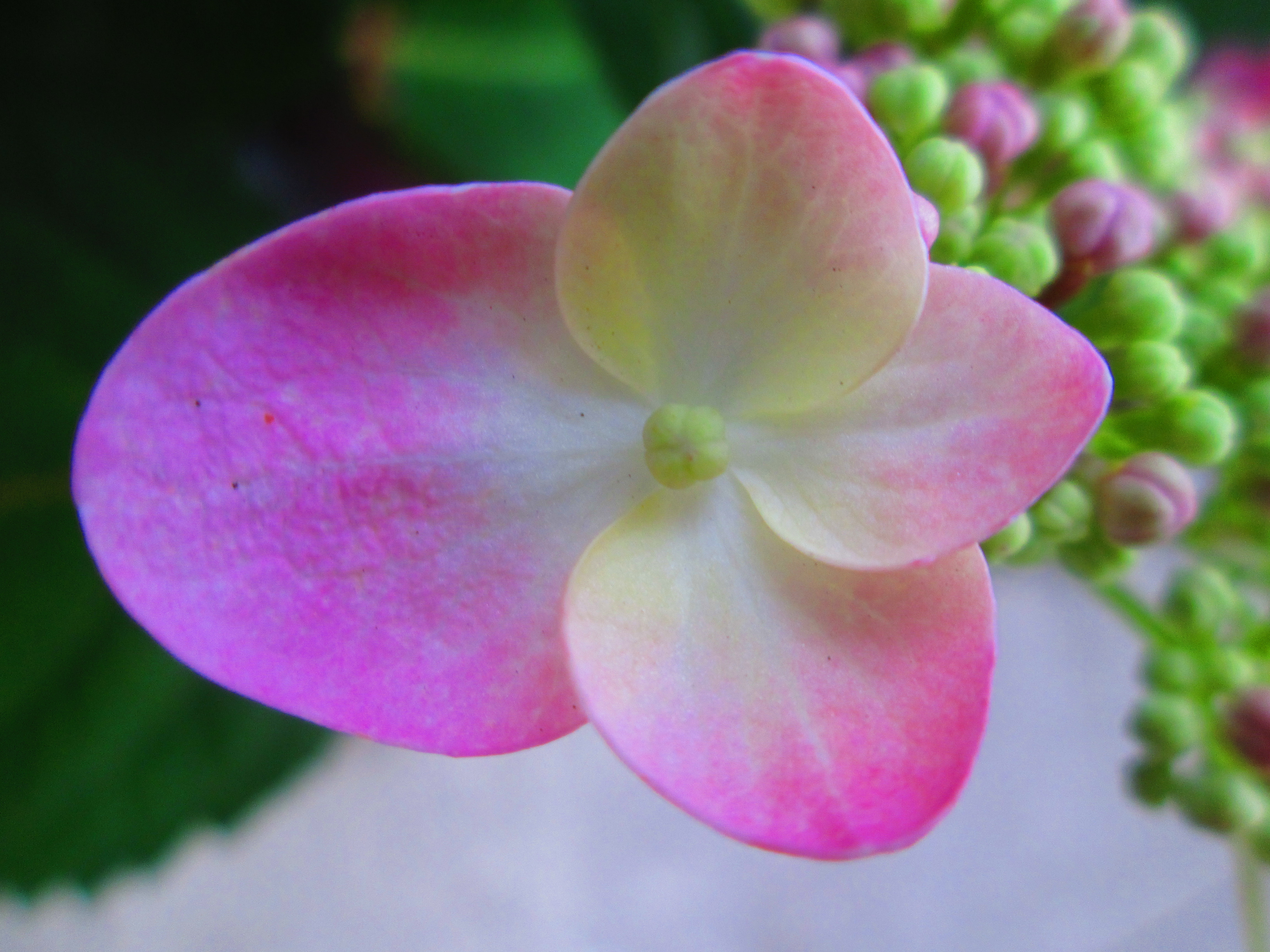 Descarga gratuita de fondo de pantalla para móvil de Flores, Flor, Rosa, Tierra/naturaleza.