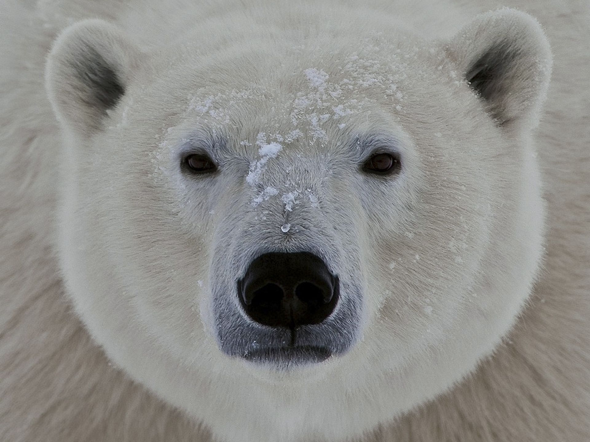 PCデスクトップに動物, 視力, 意見, 銃口, 北極熊, ホッキョクグマ画像を無料でダウンロード