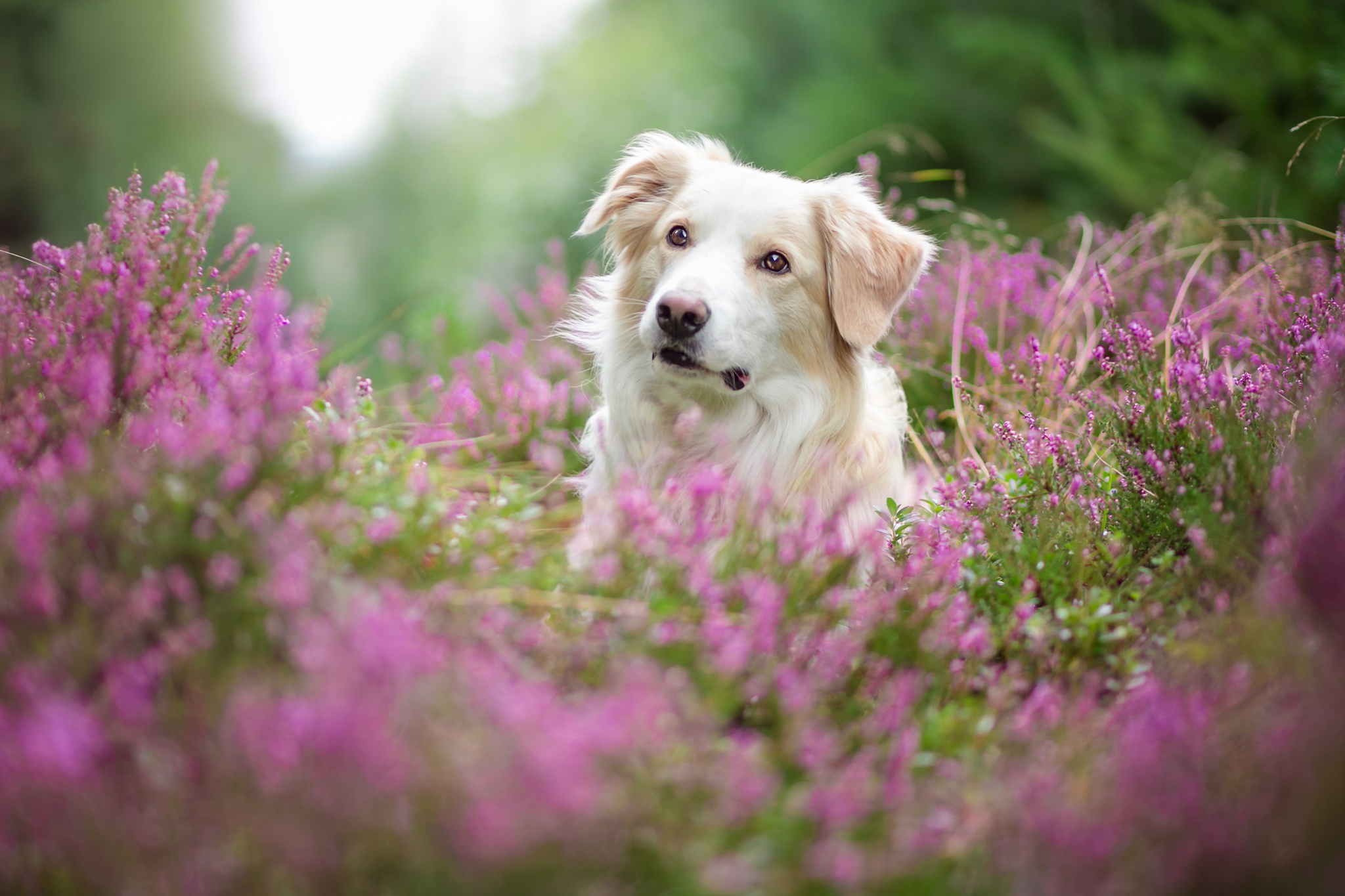 Descarga gratis la imagen Animales, Perros, Flor, Perro, Lavanda en el escritorio de tu PC