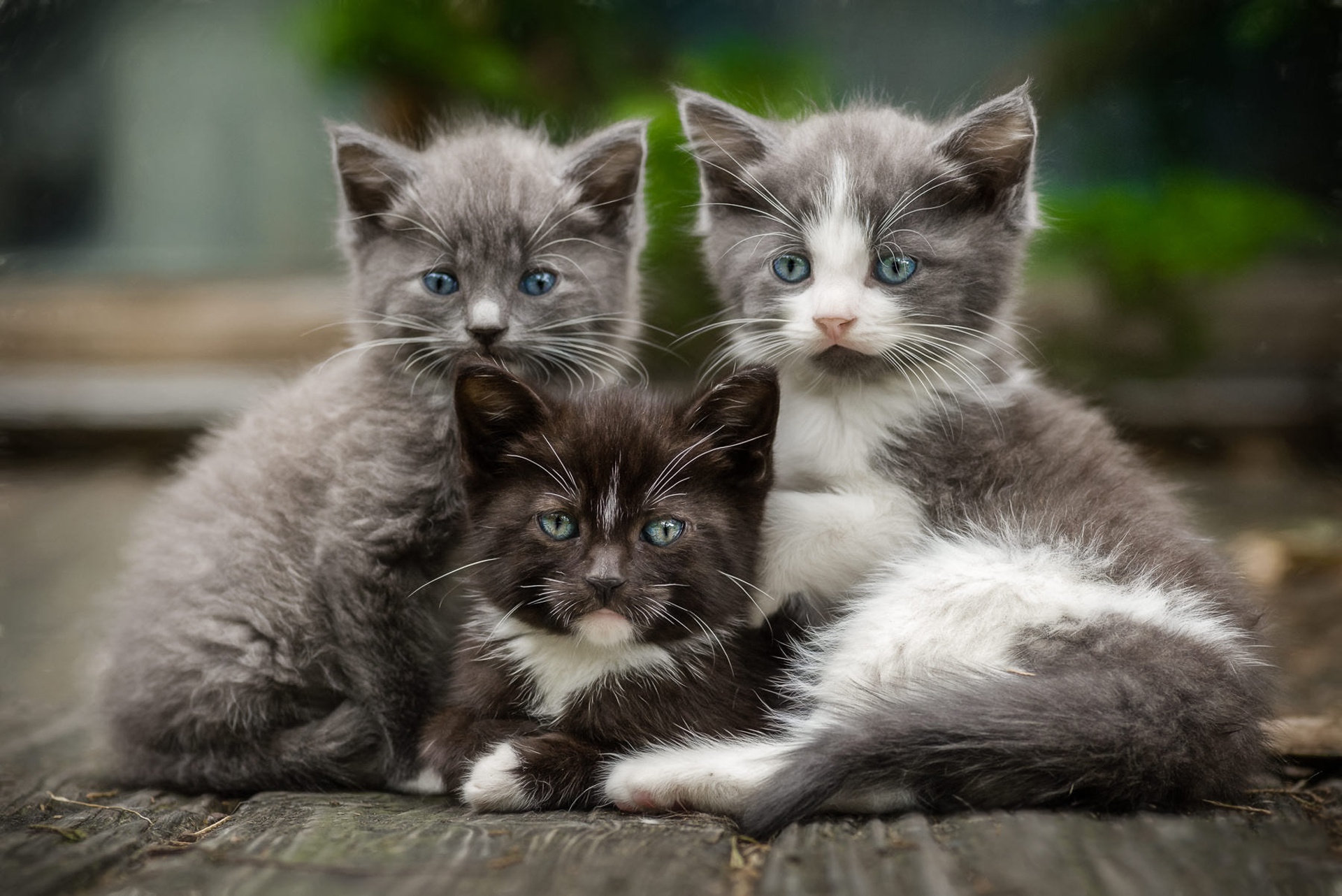 Téléchargez gratuitement l'image Animaux, Chats, Chat, Chaton, Bébé Animal sur le bureau de votre PC