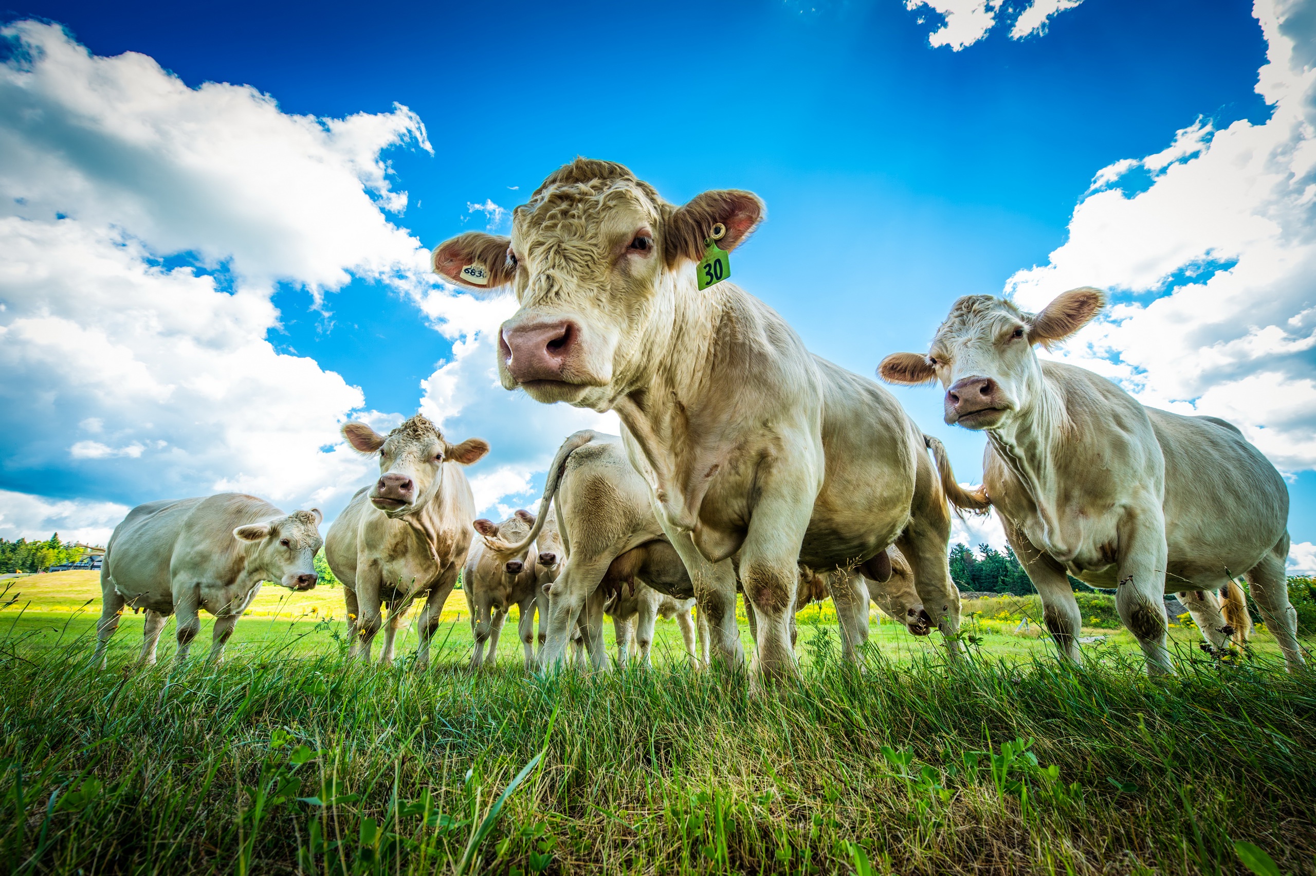 Download mobile wallpaper Grass, Sky, Animal, Cow, Stare for free.