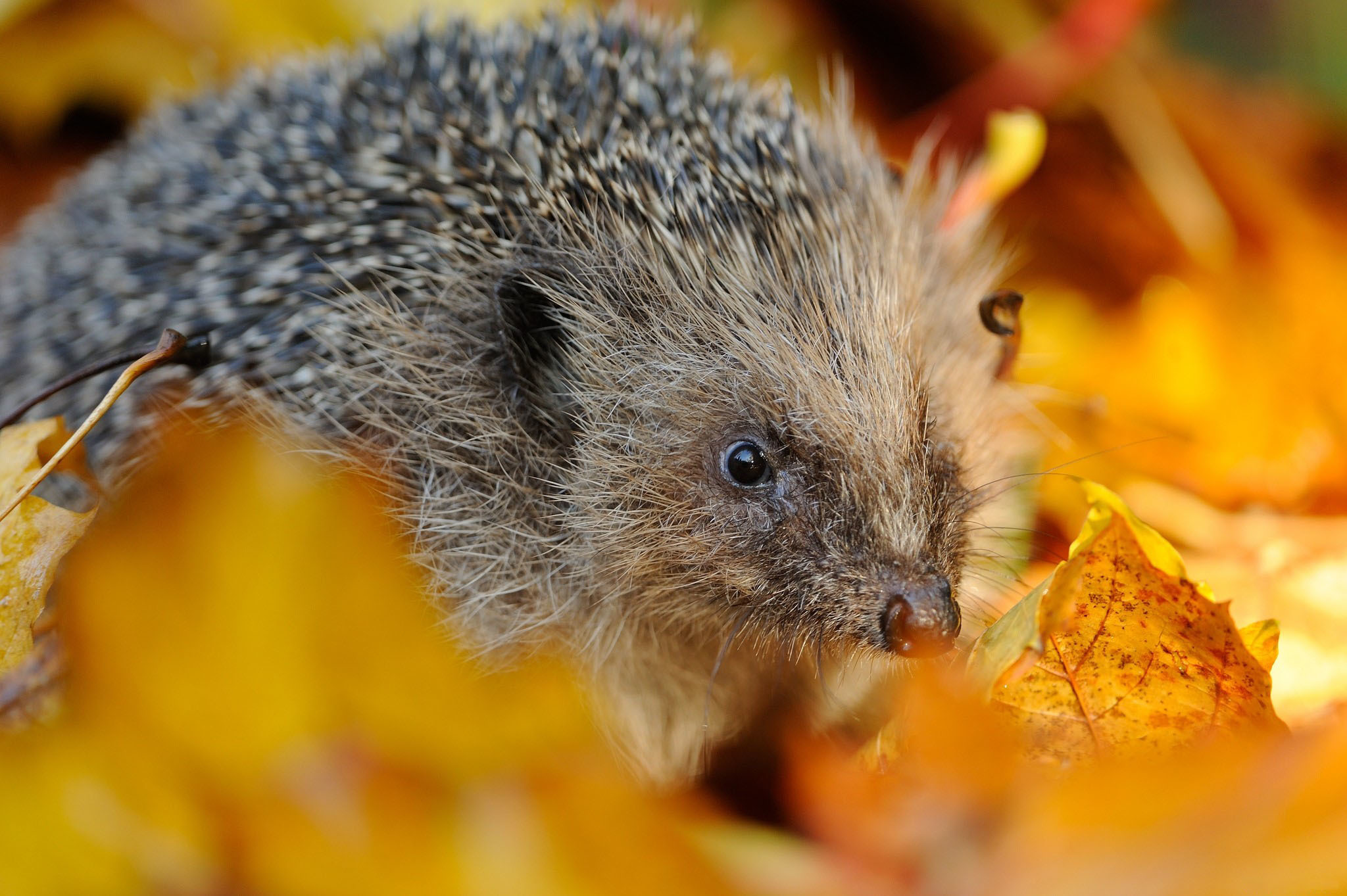 animals, muzzle, foliage, thorns, prickles, hedgehog wallpaper for mobile