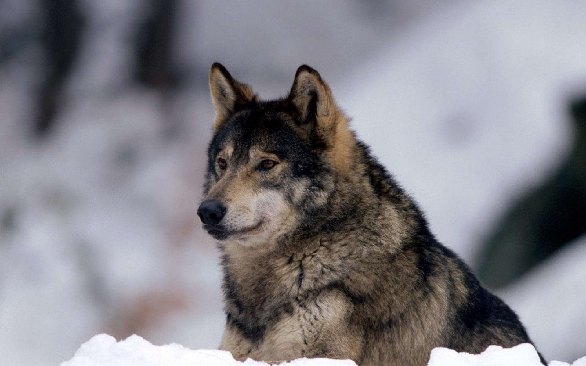 Descarga gratuita de fondo de pantalla para móvil de Animales, Lobo, Wolves.