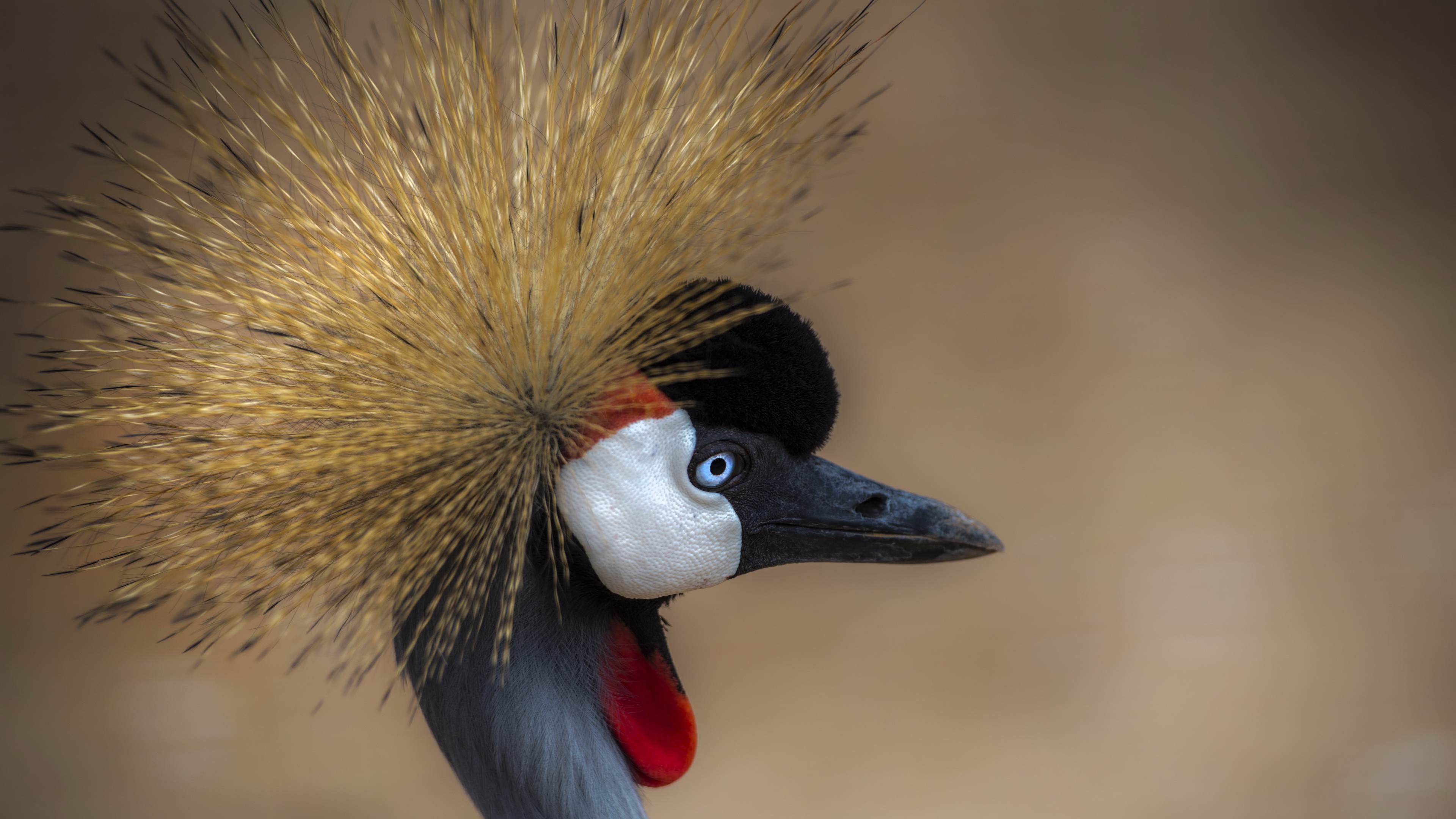 animal, grey crowned crane, bird, crane, birds
