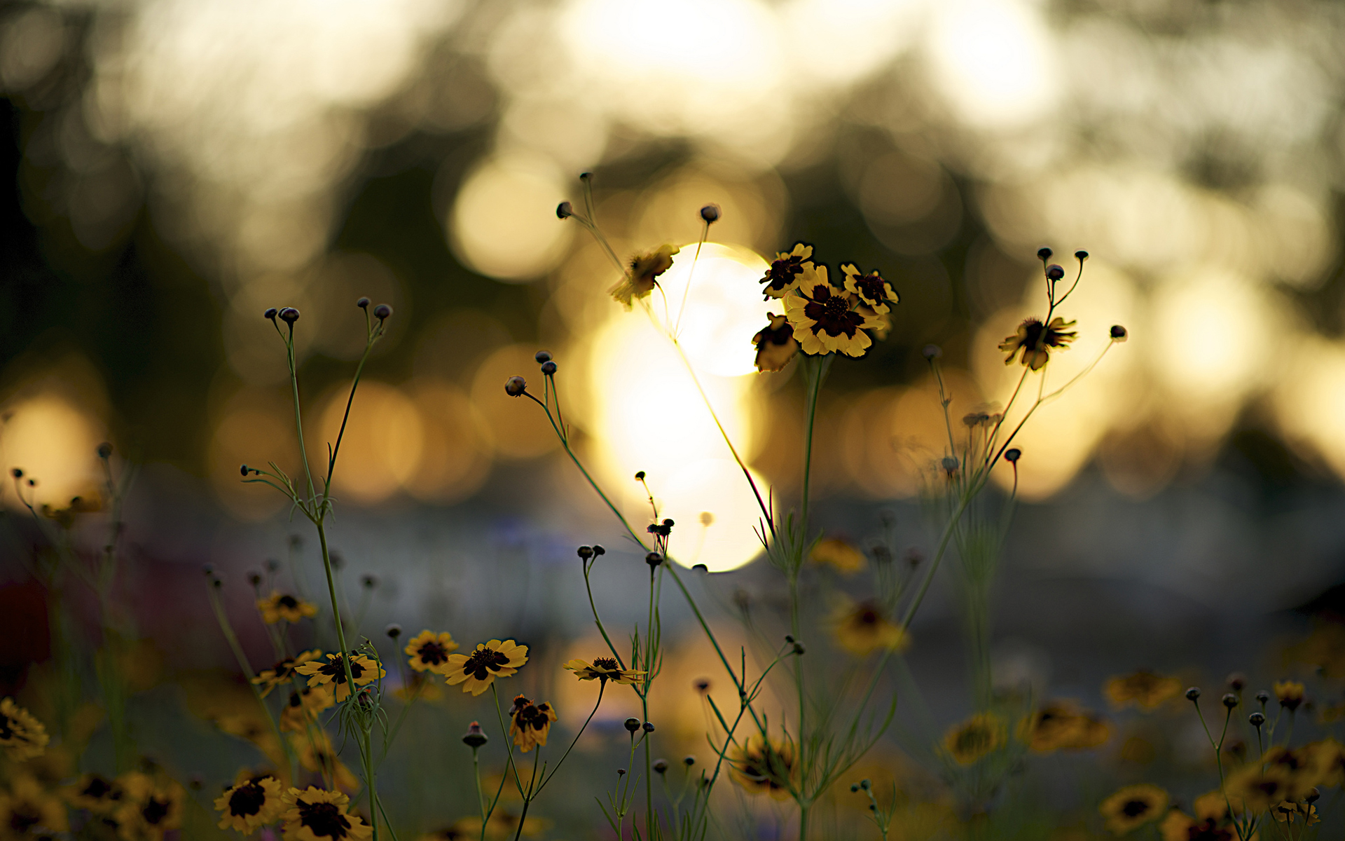 Handy-Wallpaper Blumen, Blume, Erde/natur kostenlos herunterladen.