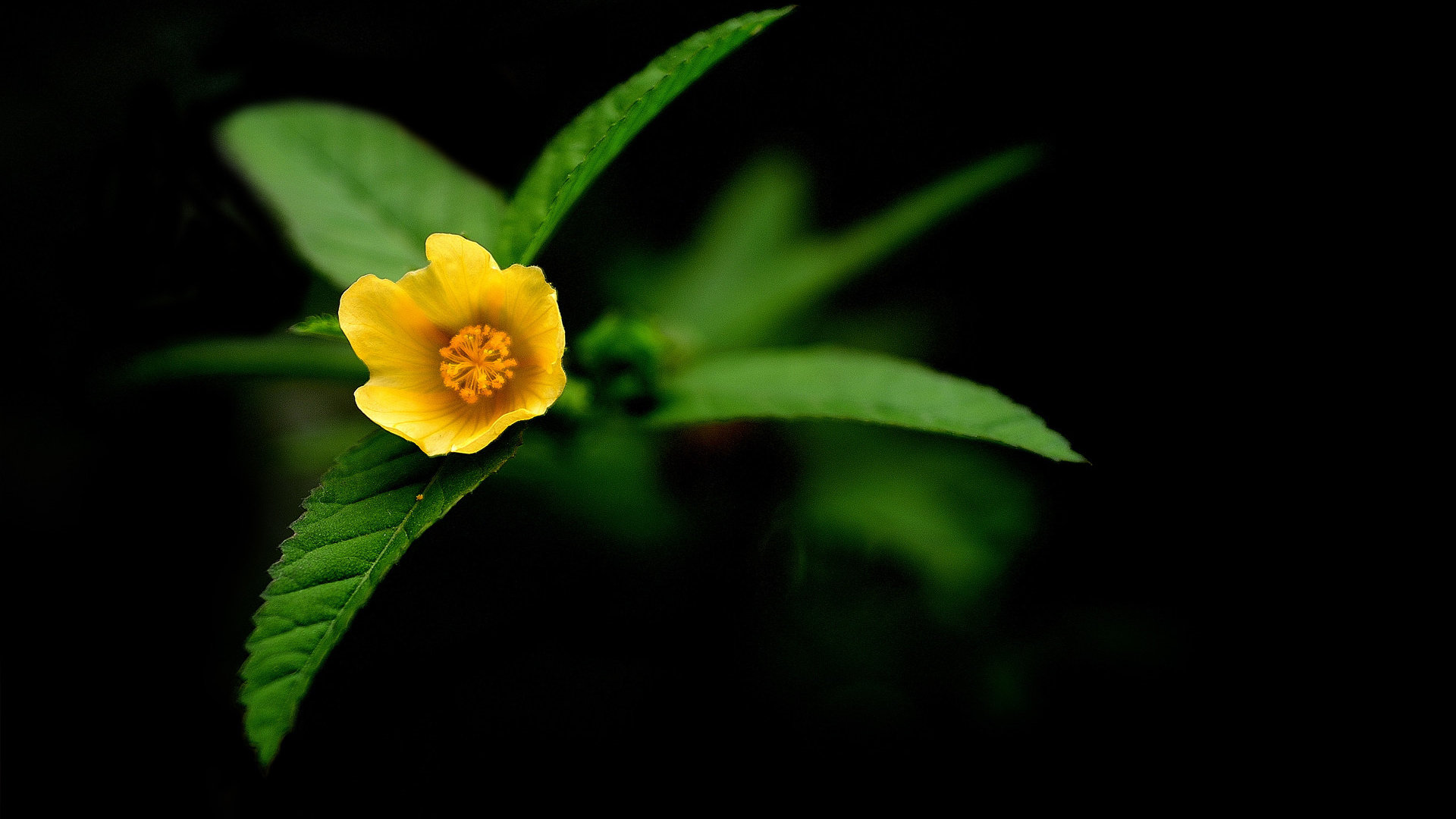 Descarga gratuita de fondo de pantalla para móvil de Flores, Flor, Tierra/naturaleza.