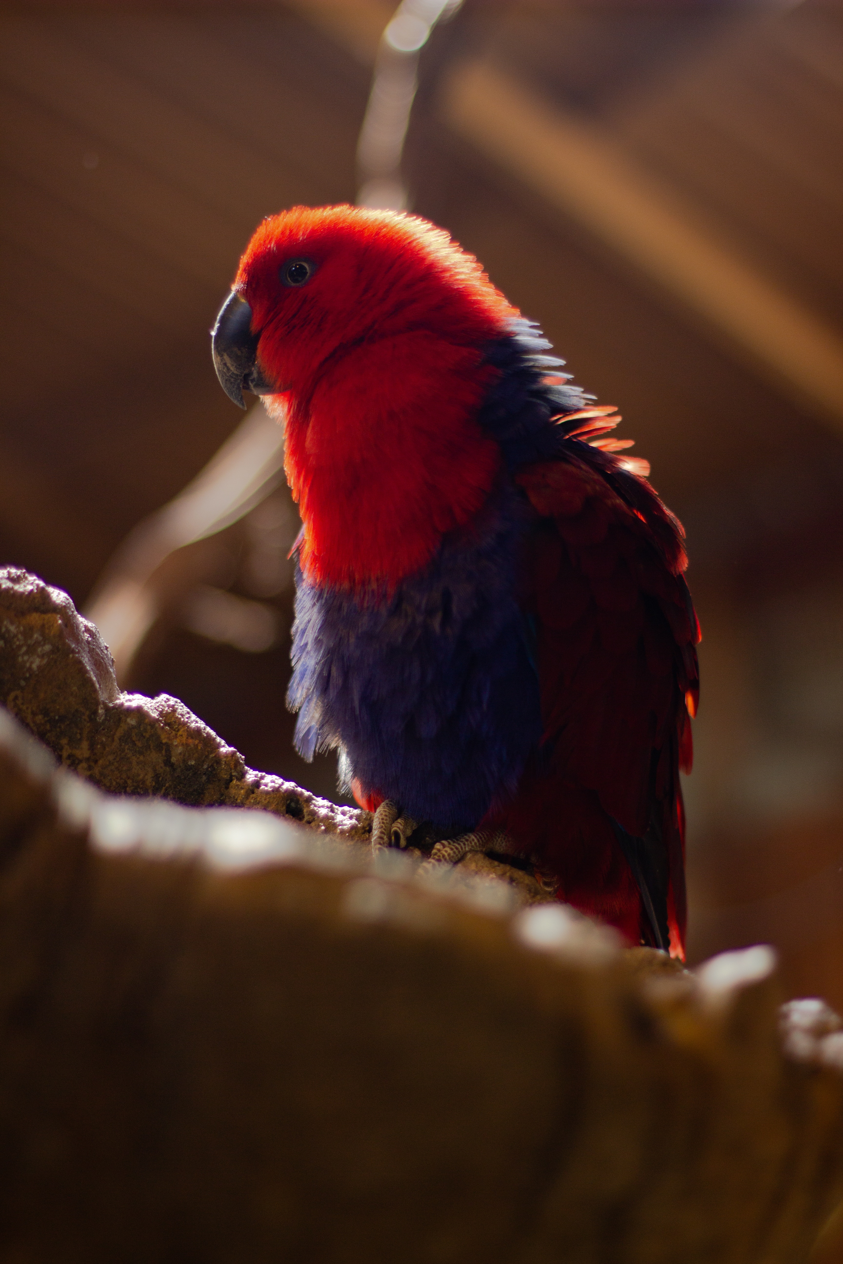 128174 baixar imagens animais, papagaios, vermelho, pássaro, embaçamento, liso, plumagem - papéis de parede e protetores de tela gratuitamente