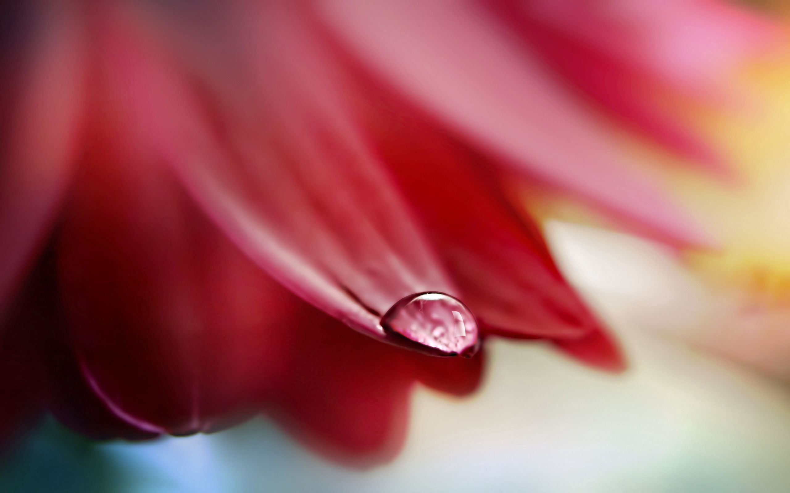 drop, flower, macro, petals, wet, humid High Definition image