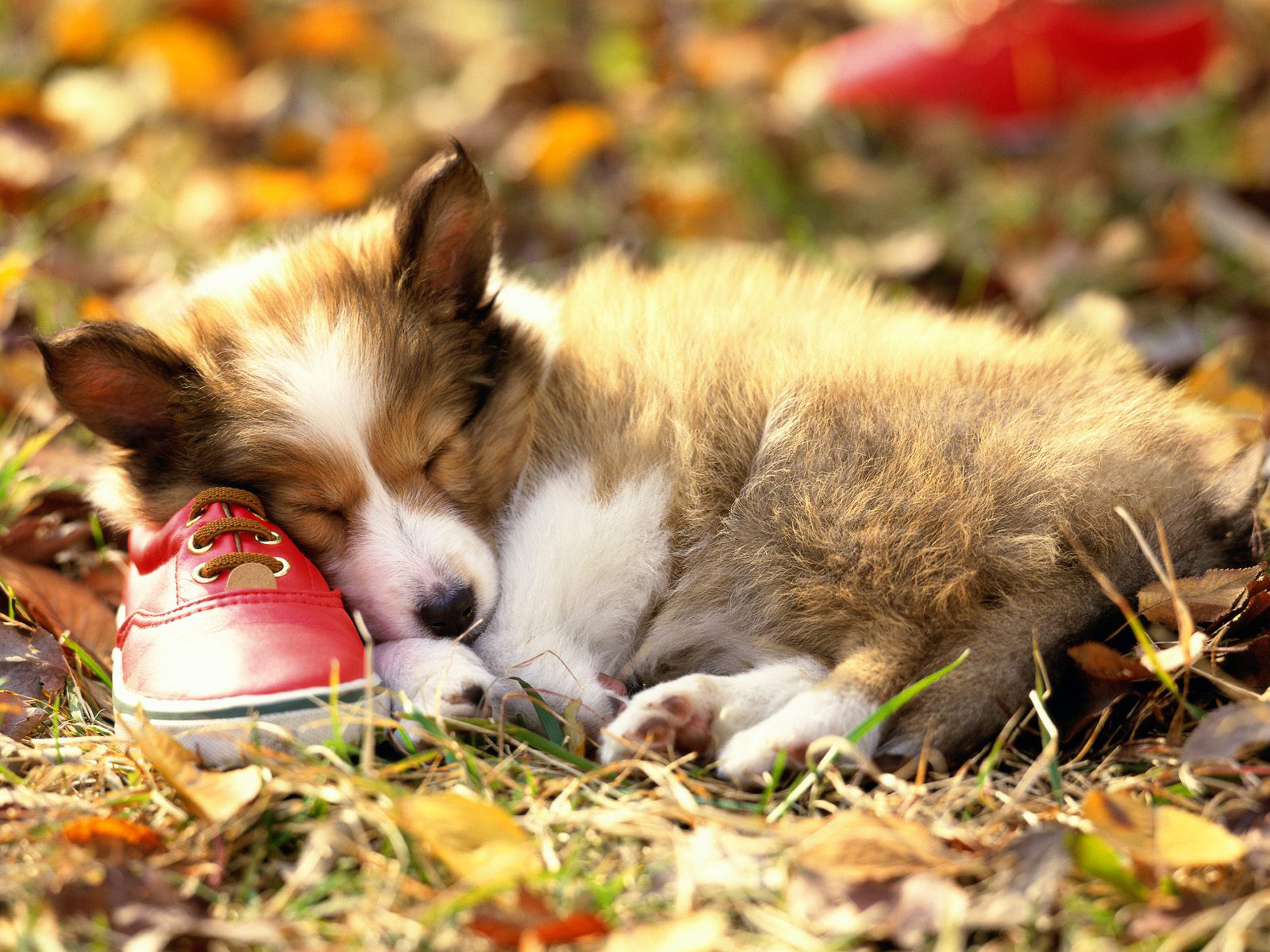 Download mobile wallpaper Border Collie, Shoe, Puppy, Dogs, Sleeping, Dog, Animal, Cute for free.