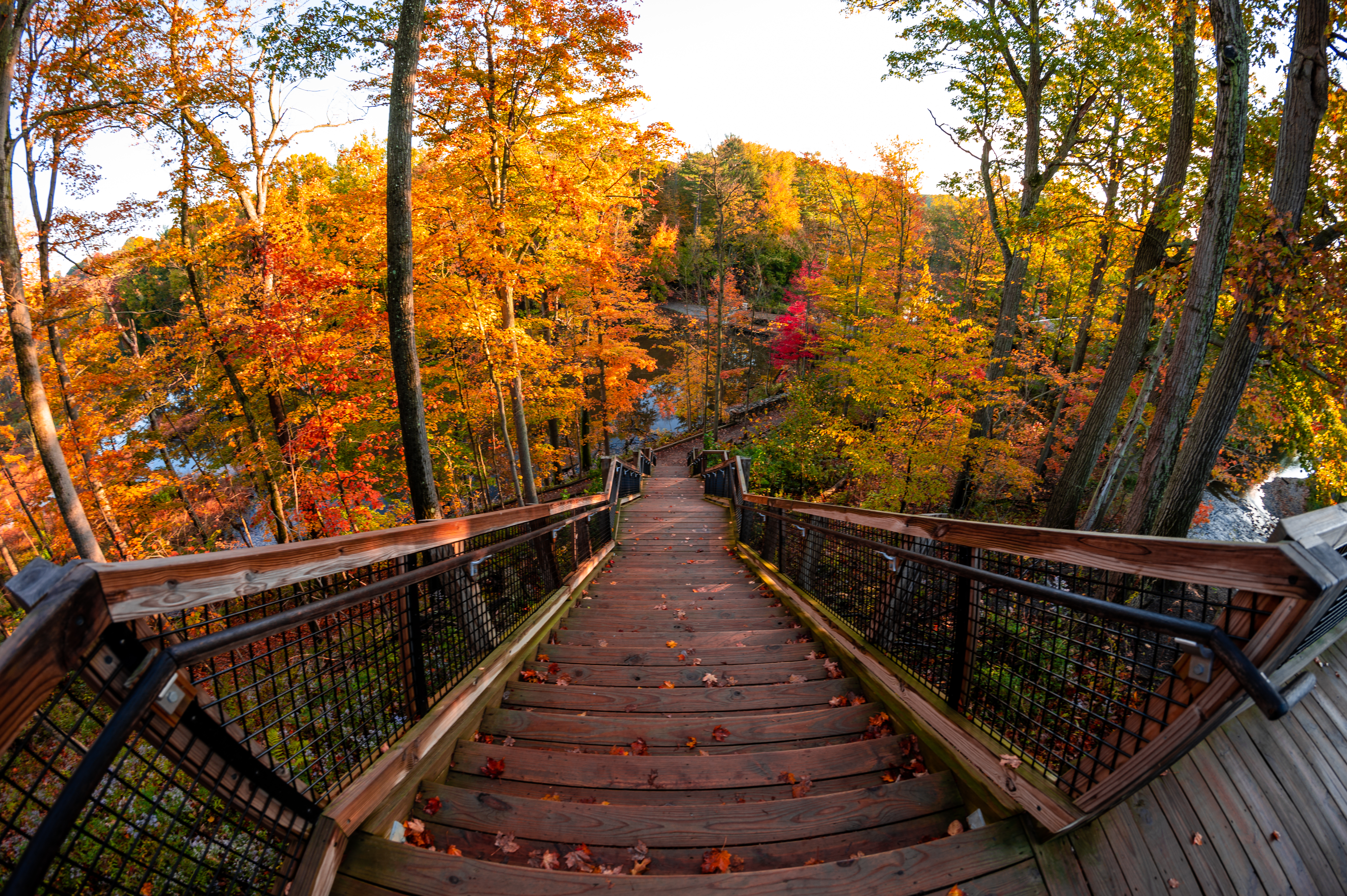 Free download wallpaper Nature, Trees, Ladder, Steps, Autumn, Forest, Stairs on your PC desktop