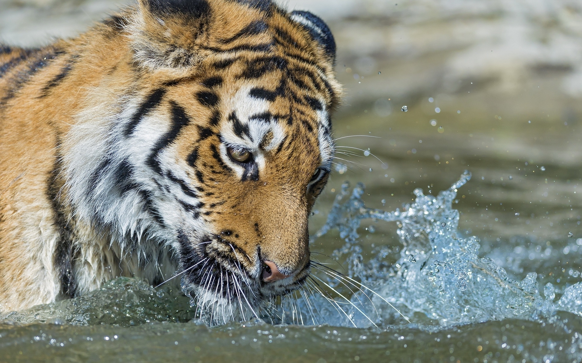 Baixe gratuitamente a imagem Animais, Gatos, Tigre na área de trabalho do seu PC