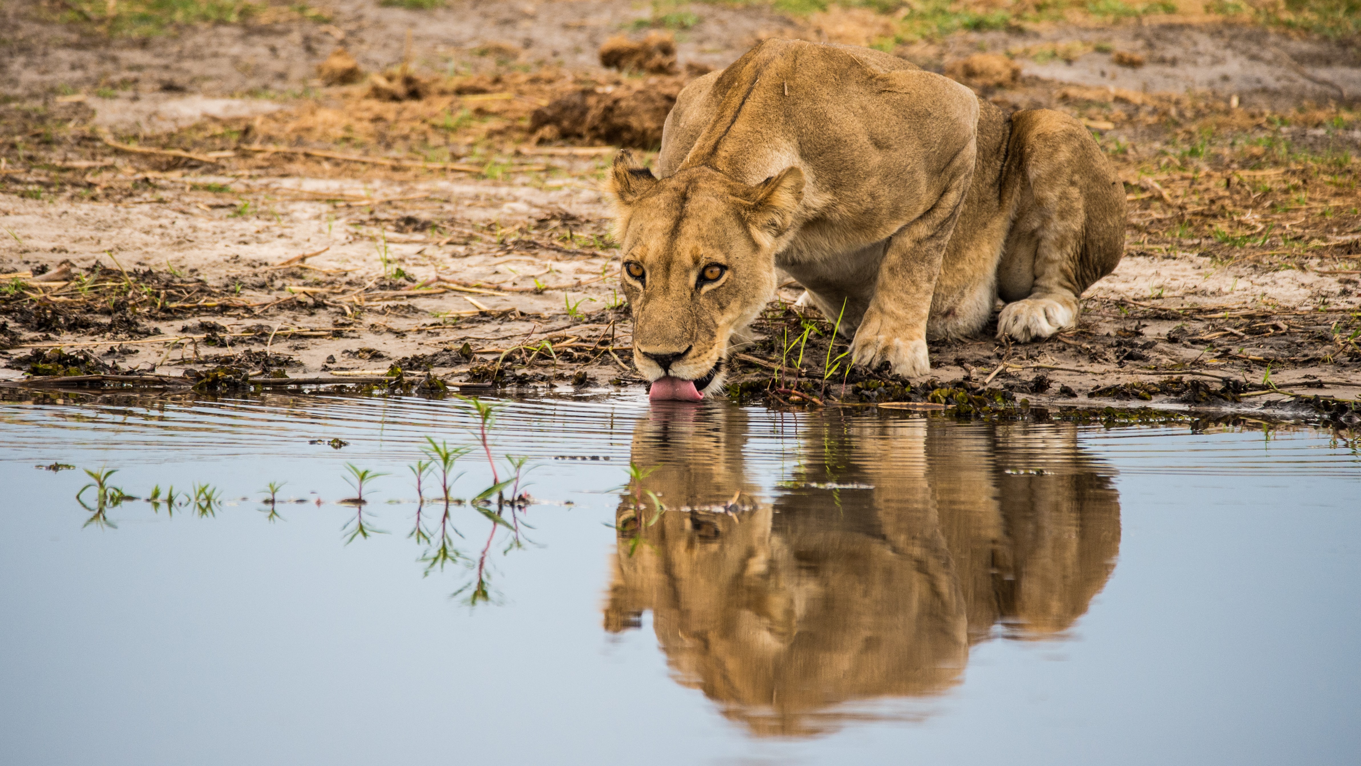 Free download wallpaper Animals, Water, Predator, Lioness, Protruding Tongue, Tongue Stuck Out, Big Cat on your PC desktop