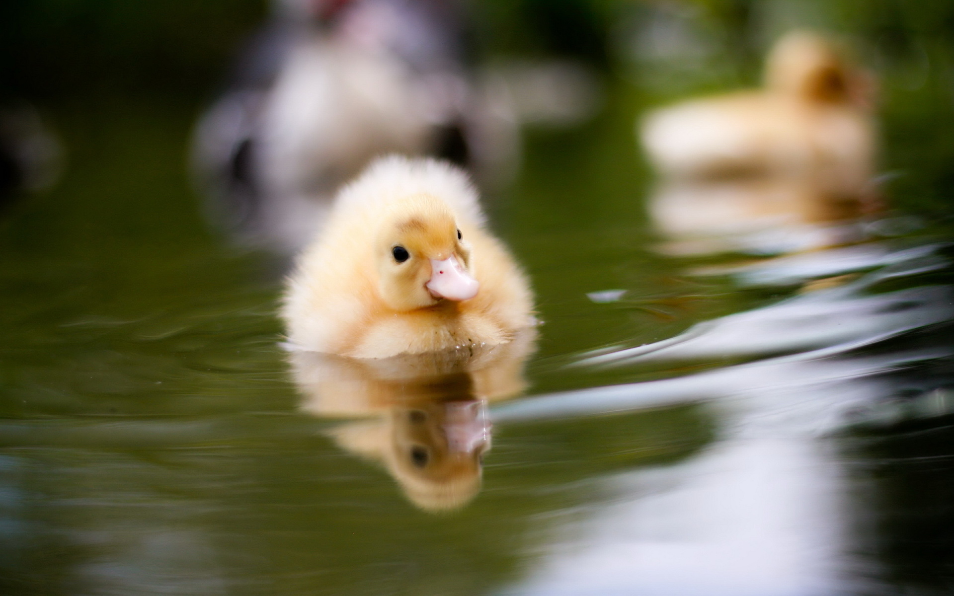 Baixe gratuitamente a imagem Animais, Fofo na área de trabalho do seu PC