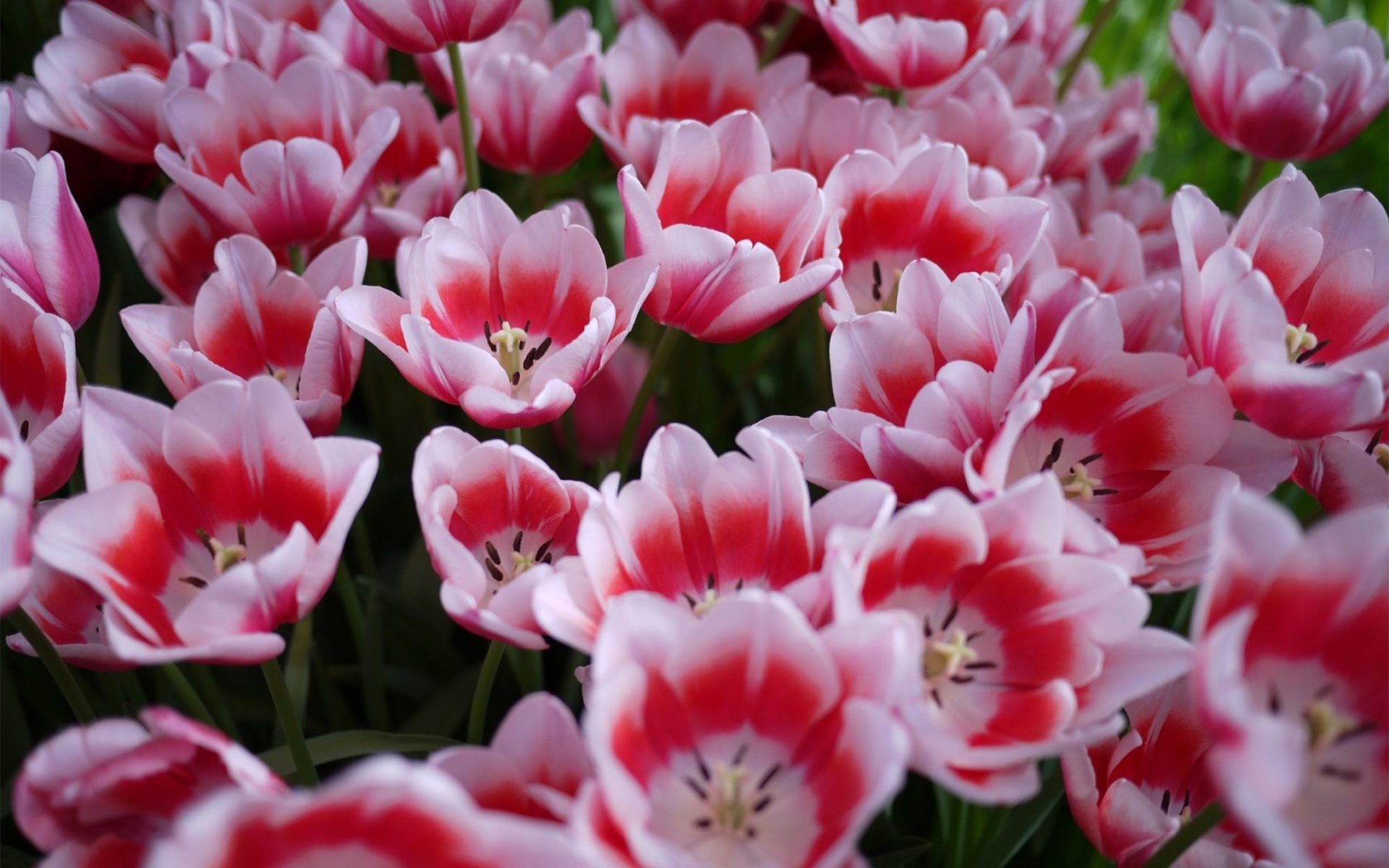 Téléchargez gratuitement l'image Fleurs, Fleur, Tulipe, Terre/nature sur le bureau de votre PC