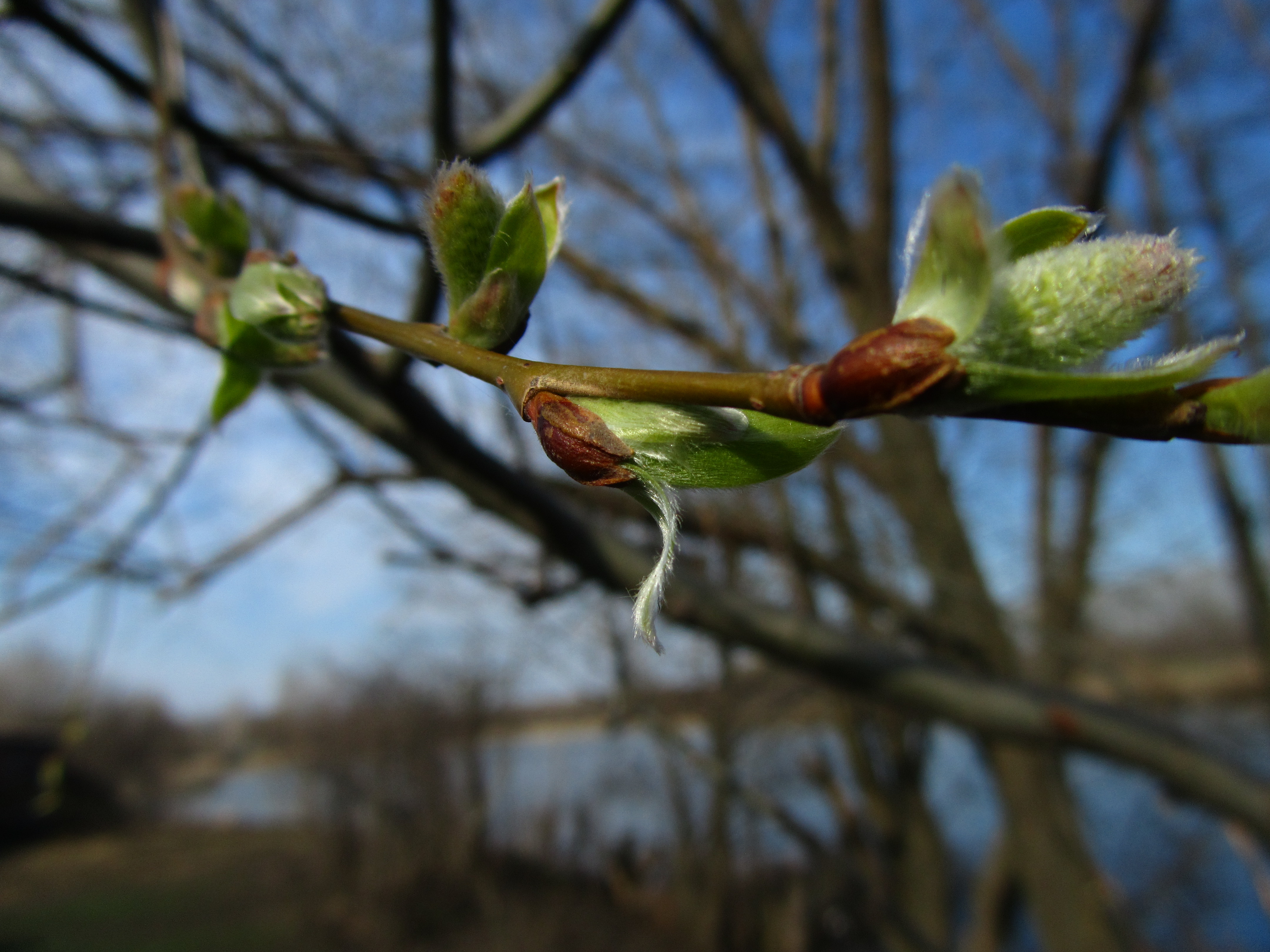 Handy-Wallpaper Ast, Erde/natur kostenlos herunterladen.