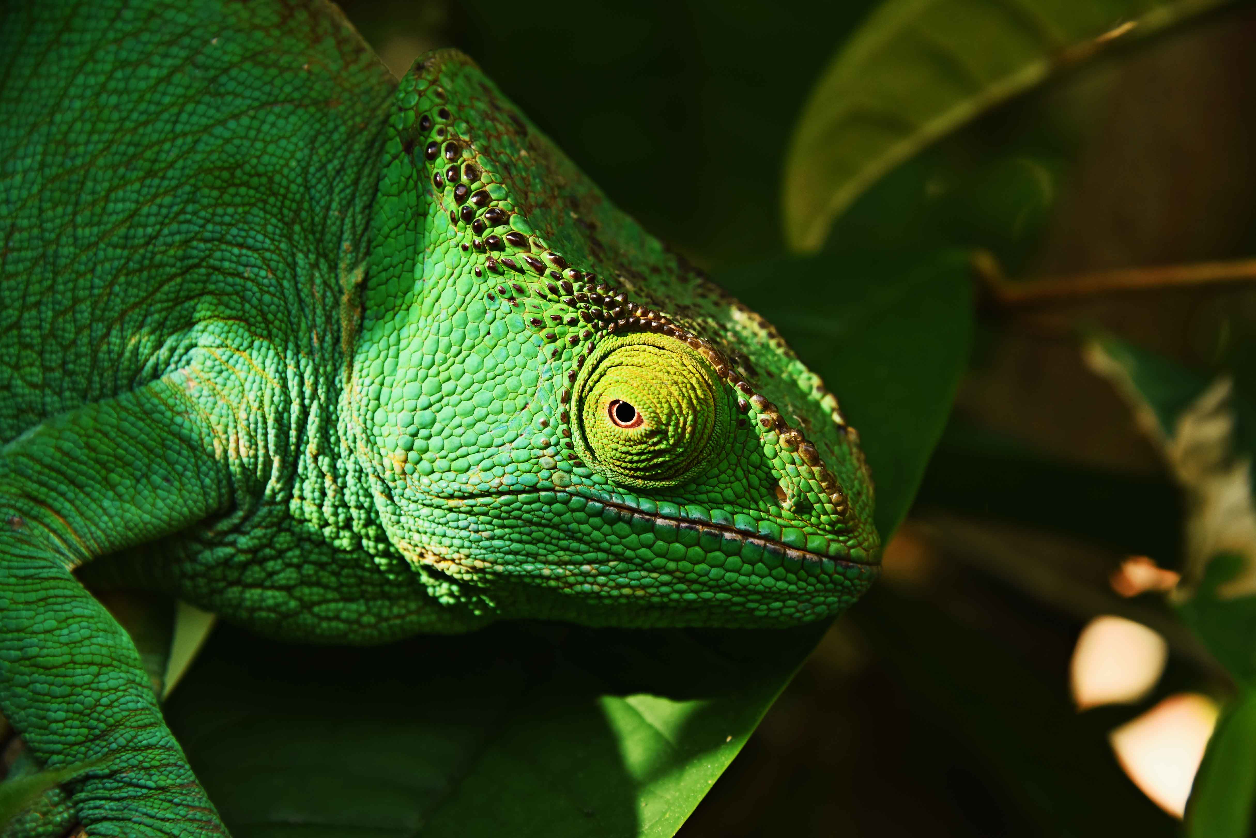 Handy-Wallpaper Eidechse, Reptil, Reptile, Iguana, Leguan, Tiere, Auge kostenlos herunterladen.