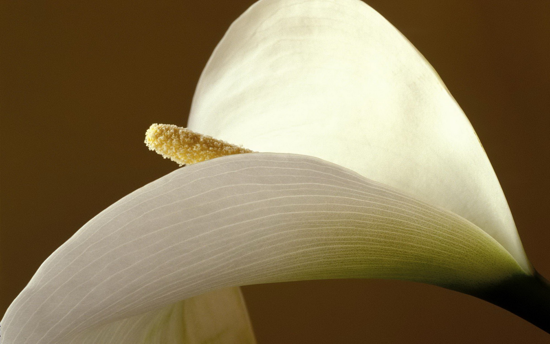 earth, calla lily, flower, flowers