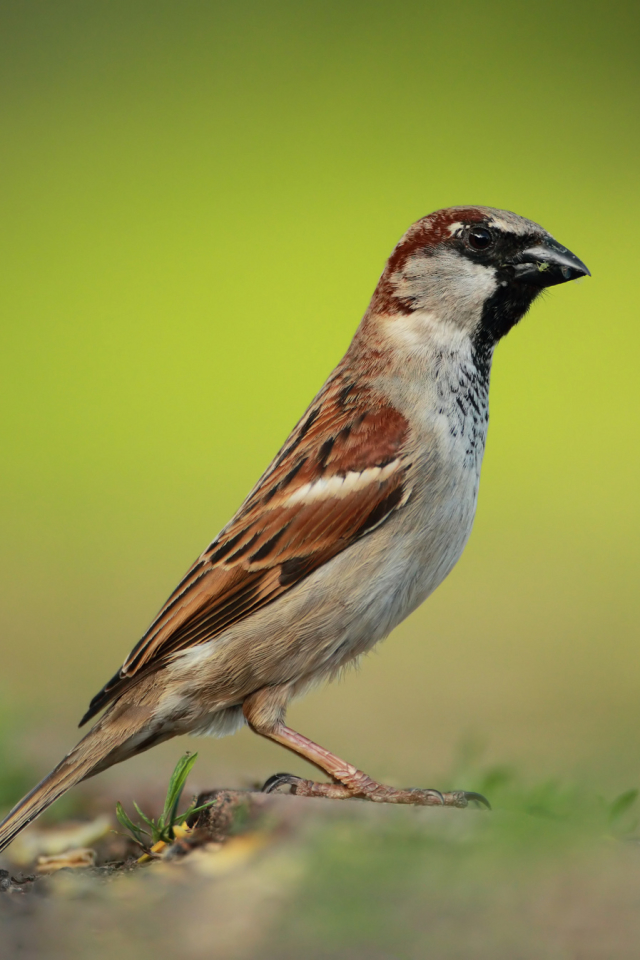 Download mobile wallpaper Birds, Sparrow, Animal for free.