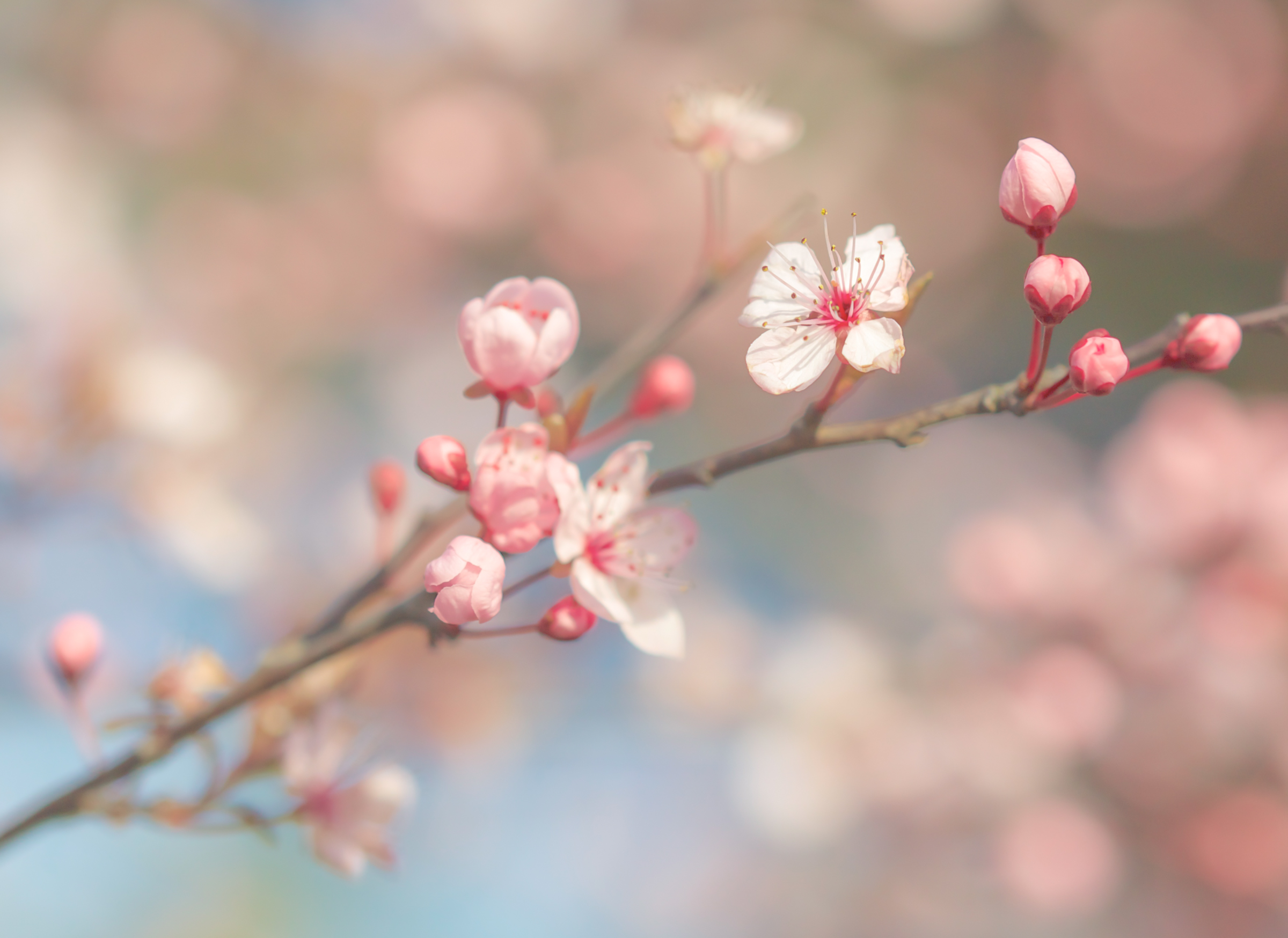 Handy-Wallpaper Natur, Blumen, Blume, Ast, Frühling, Bokeh, Blüte, Erde/natur, Pinke Blume kostenlos herunterladen.