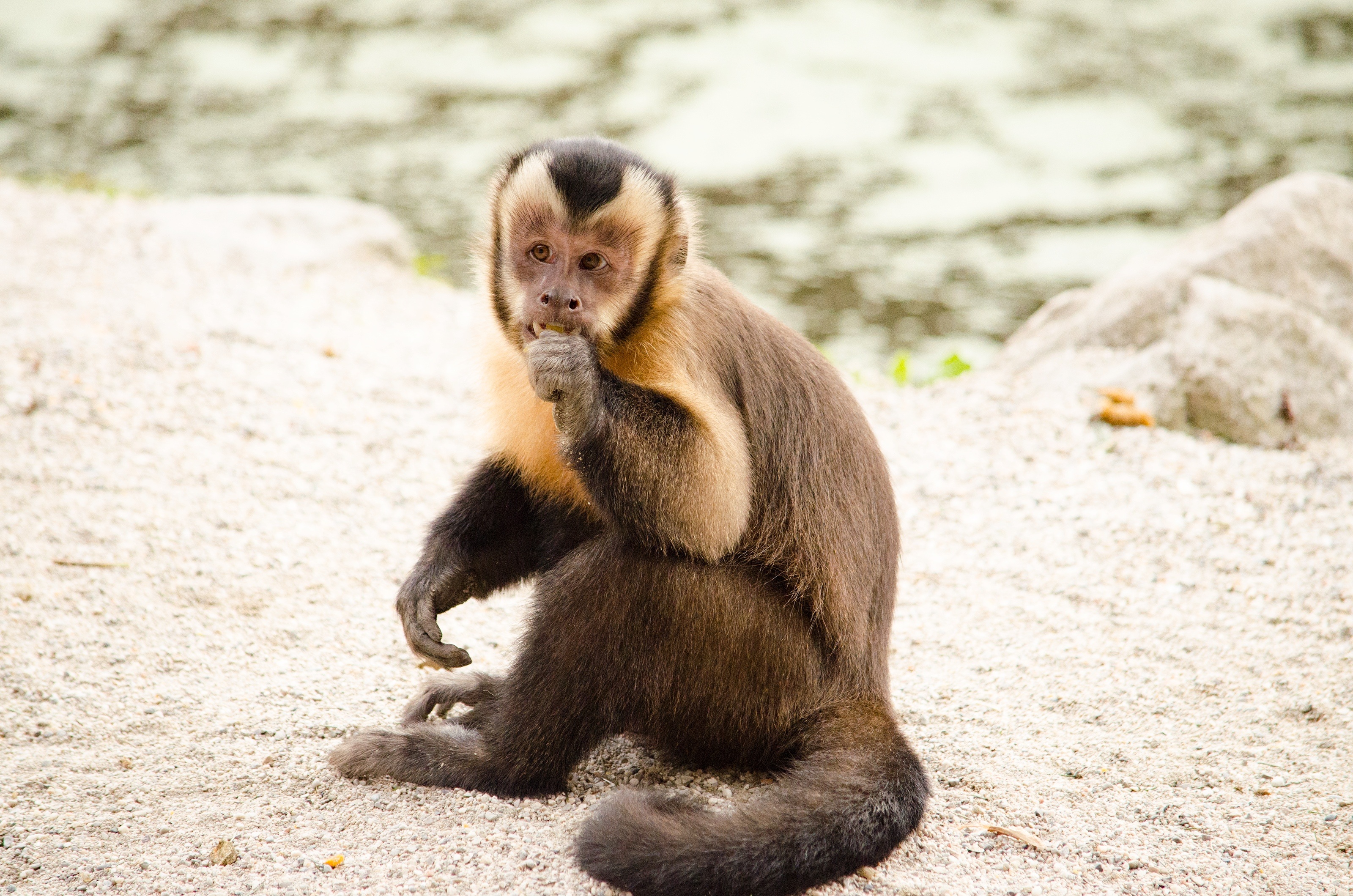 131240 descargar fondo de pantalla mono, animales, un mono, lindo, querido, capuchino, pequeña, pequeño, capucho: protectores de pantalla e imágenes gratis