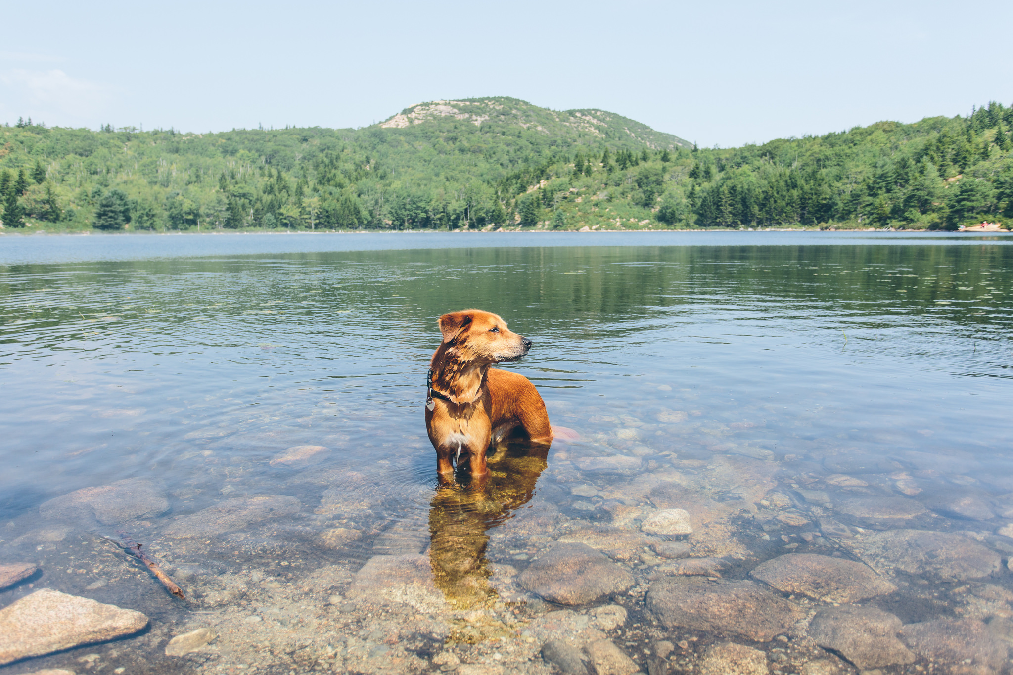 Free download wallpaper Dogs, Lake, Dog, Animal on your PC desktop