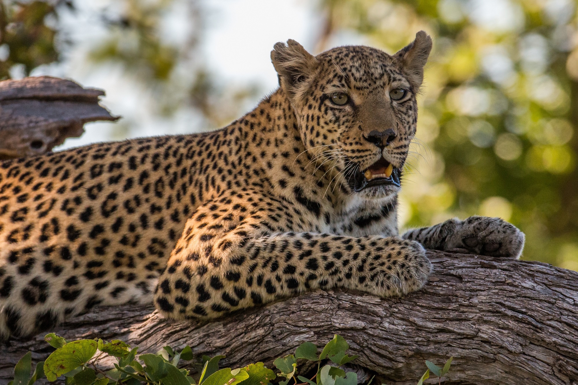 Laden Sie das Tiere, Katzen, Leopard-Bild kostenlos auf Ihren PC-Desktop herunter