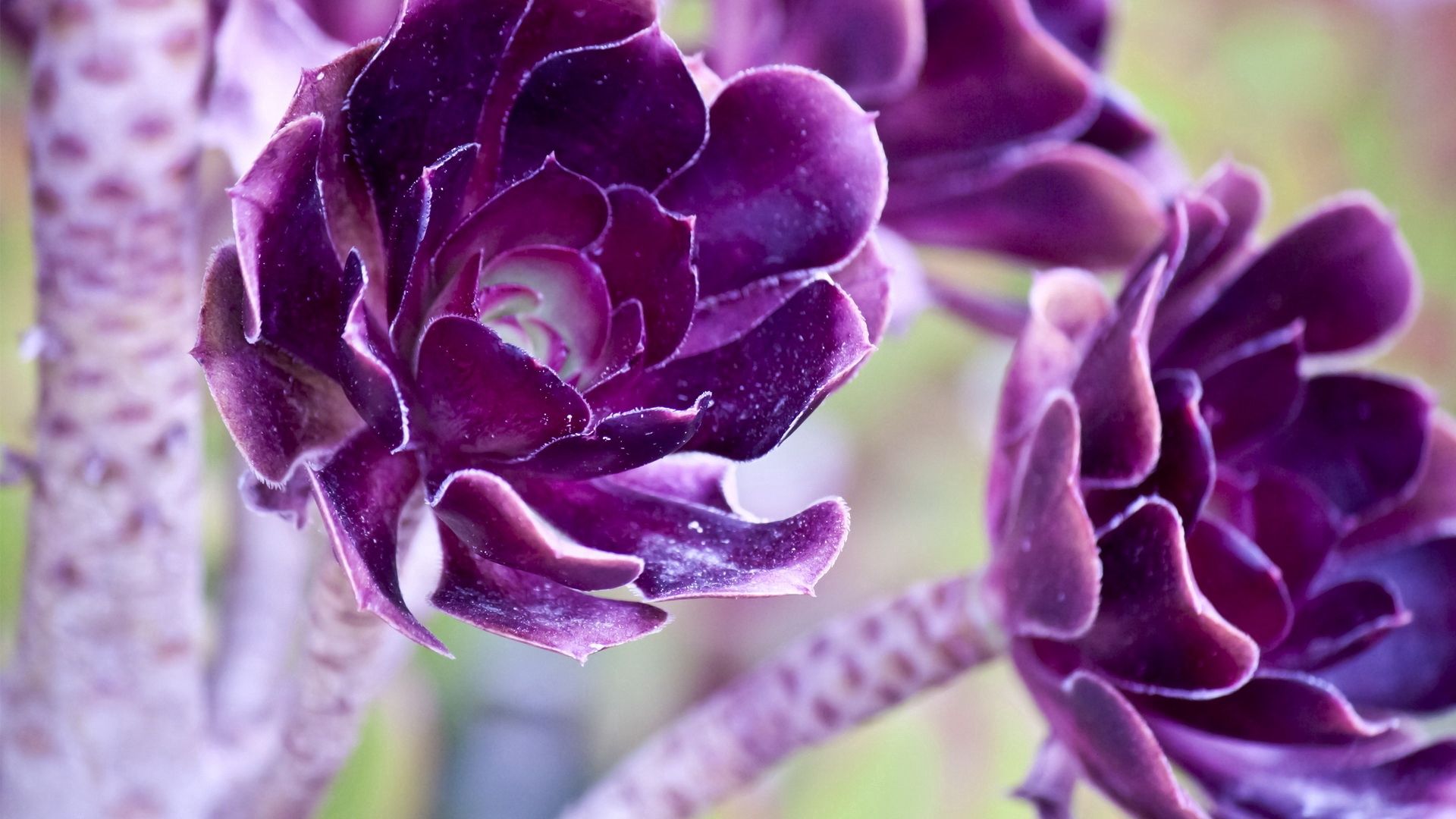 Free download wallpaper Macro, Flowers, Plant, Violet, Purple on your PC desktop