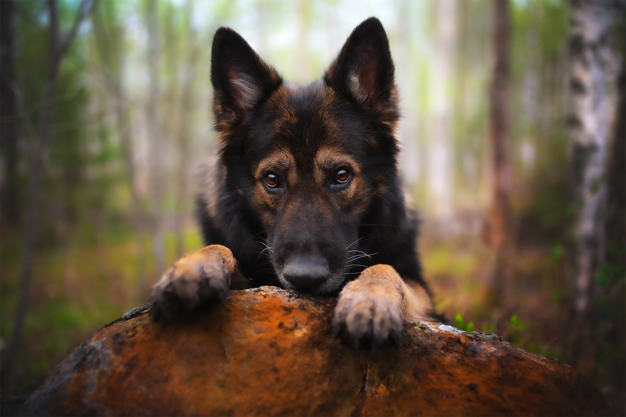 Free download wallpaper Dogs, Dog, Animal, German Shepherd, Depth Of Field on your PC desktop