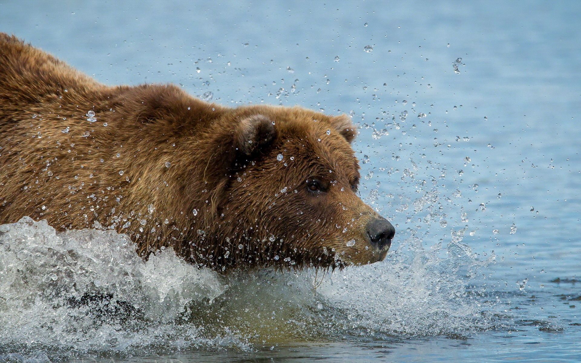 110437 скачать обои гризли, бурый медведь, вода, животные, плавать - заставки и картинки бесплатно