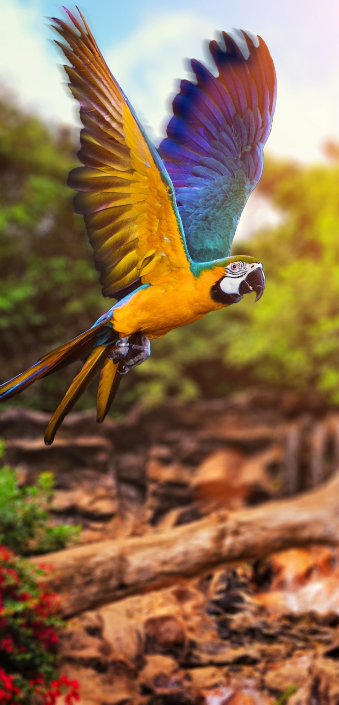 Скачати мобільні шпалери Птахи, Політ, Тварина, Ара, Папуга, Синьо Жовтий Ара безкоштовно.