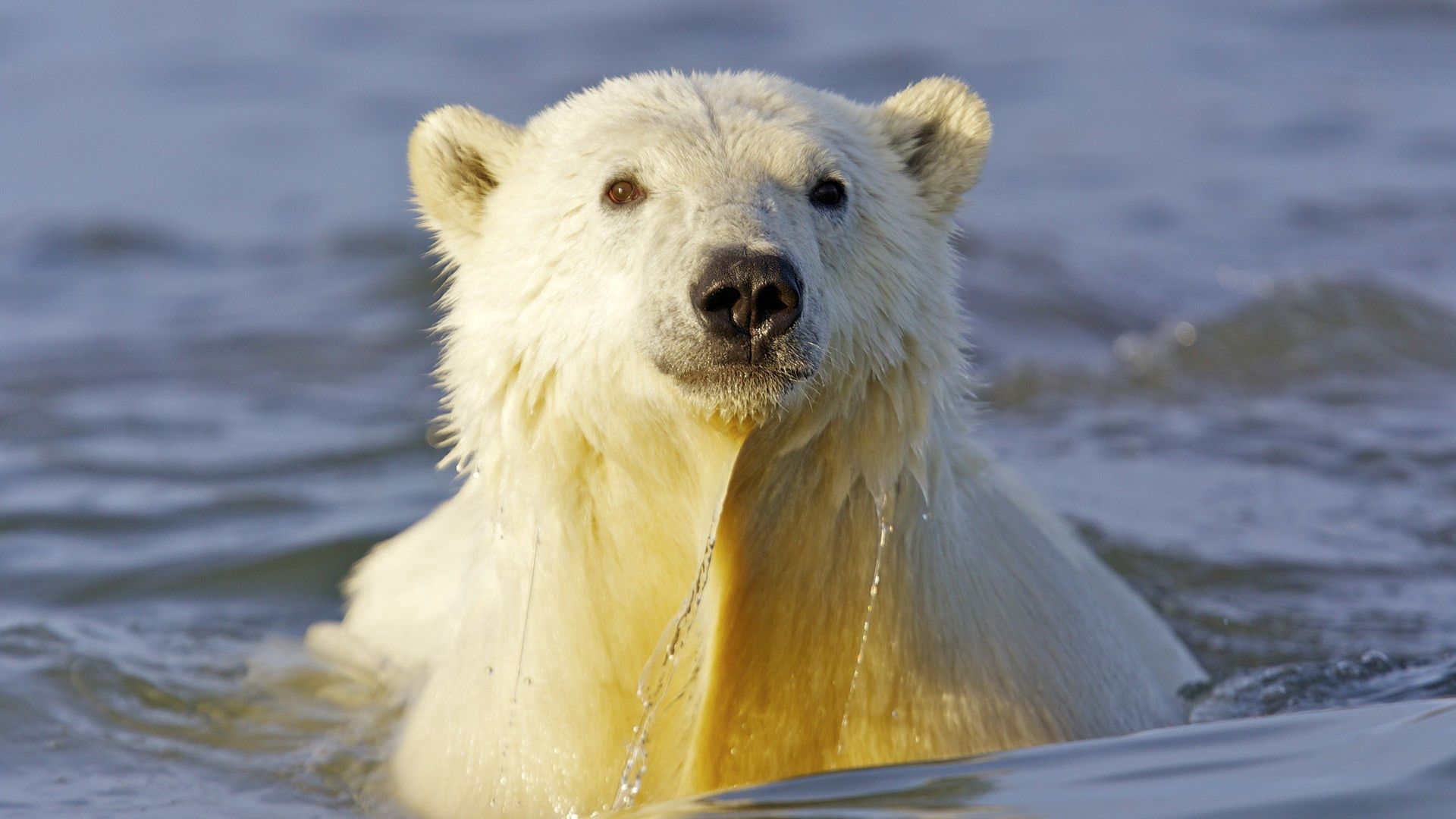 78747 скачать обои полярный медведь, животные, вода, морда, плавать - заставки и картинки бесплатно