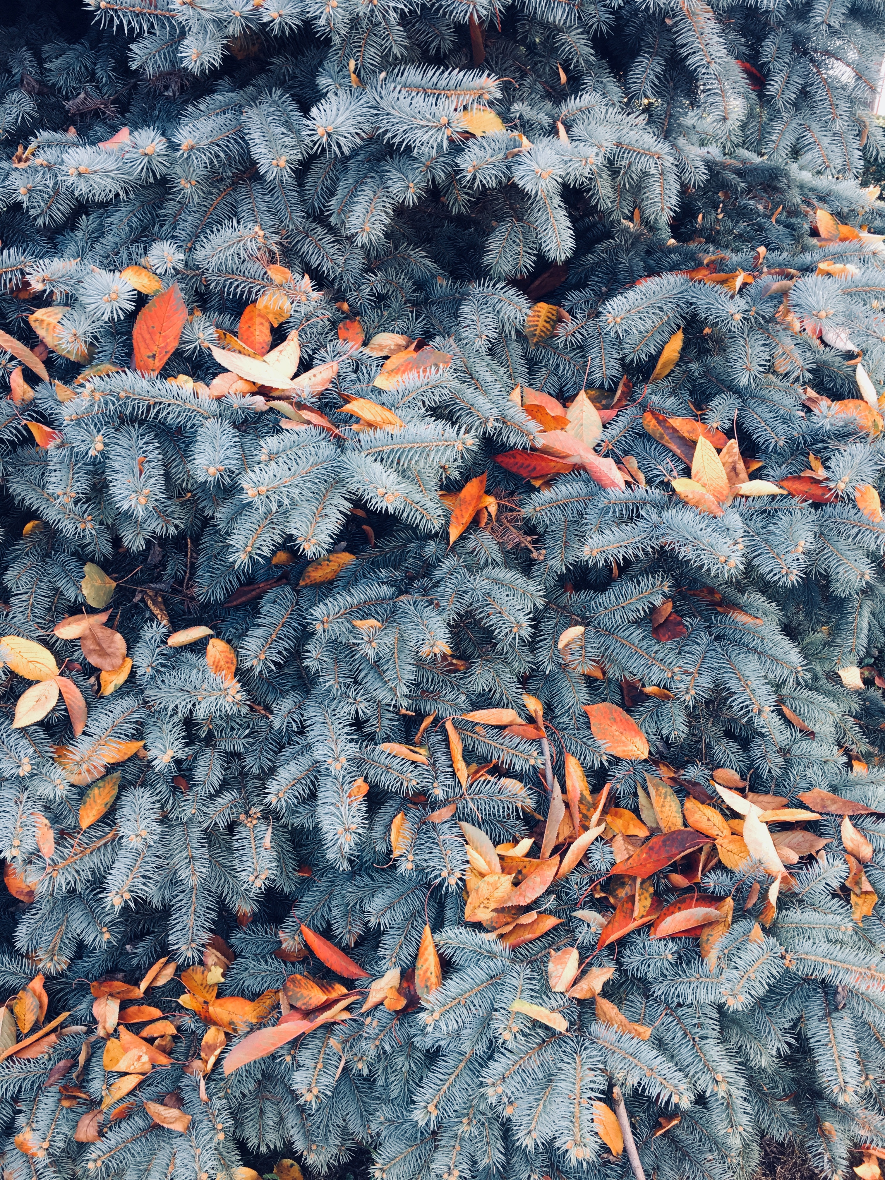 Laden Sie das Kiefer, Geäst, Zweige, Pine, Natur, Blätter, Herbst-Bild kostenlos auf Ihren PC-Desktop herunter