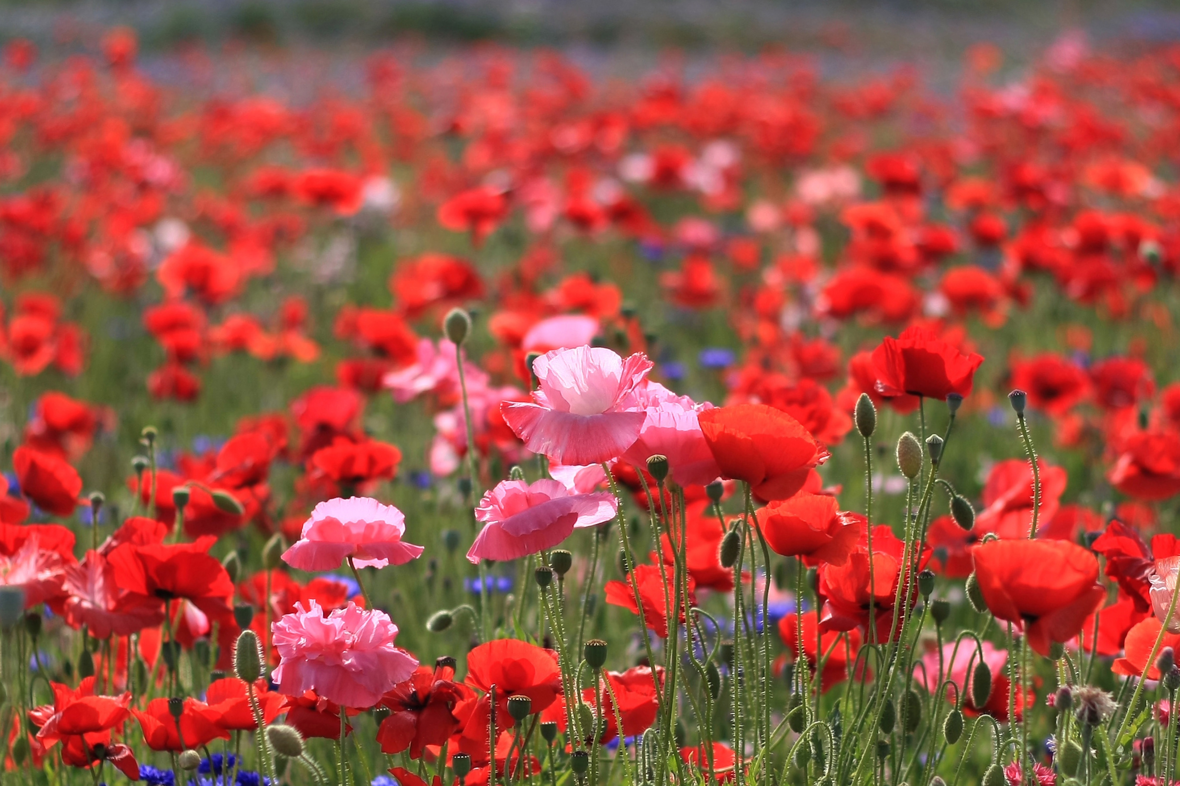 Laden Sie das Natur, Blumen, Feld, Mohn, Sommer-Bild kostenlos auf Ihren PC-Desktop herunter