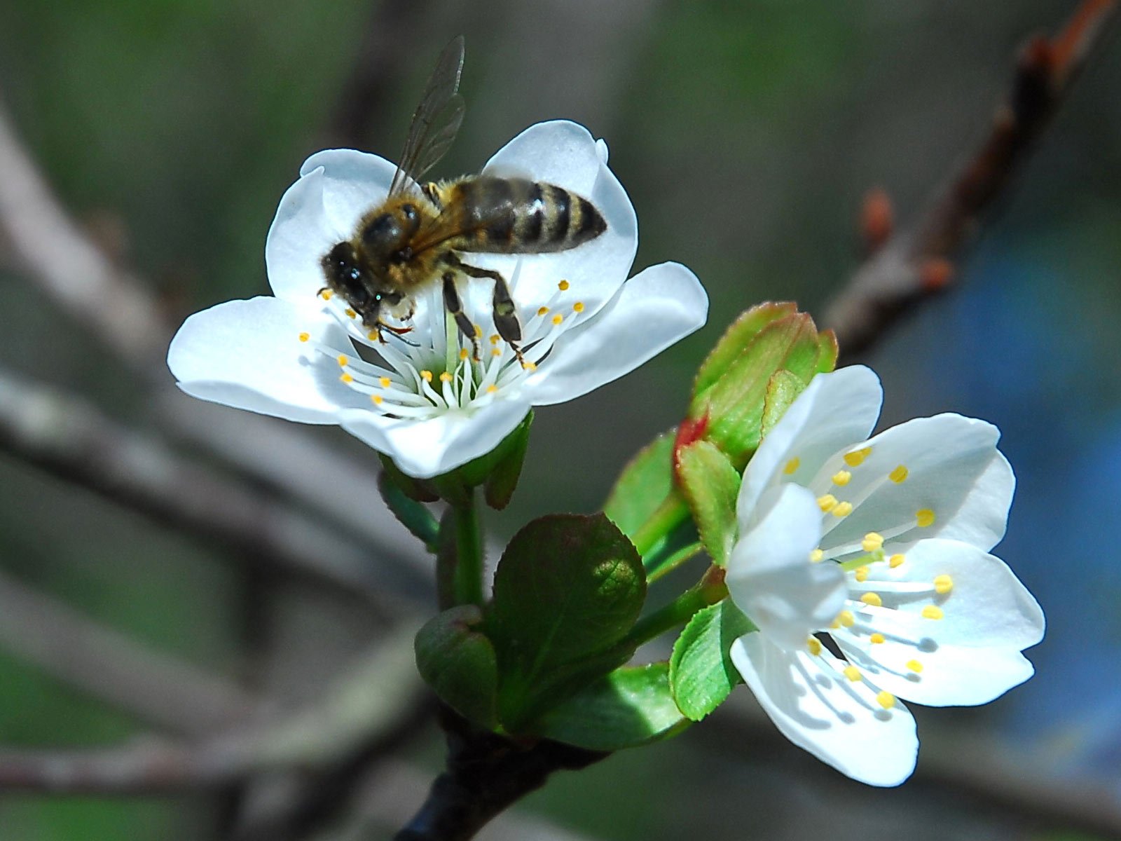 163617 завантажити картинку бджола, тварина, квітка, комахи - шпалери і заставки безкоштовно